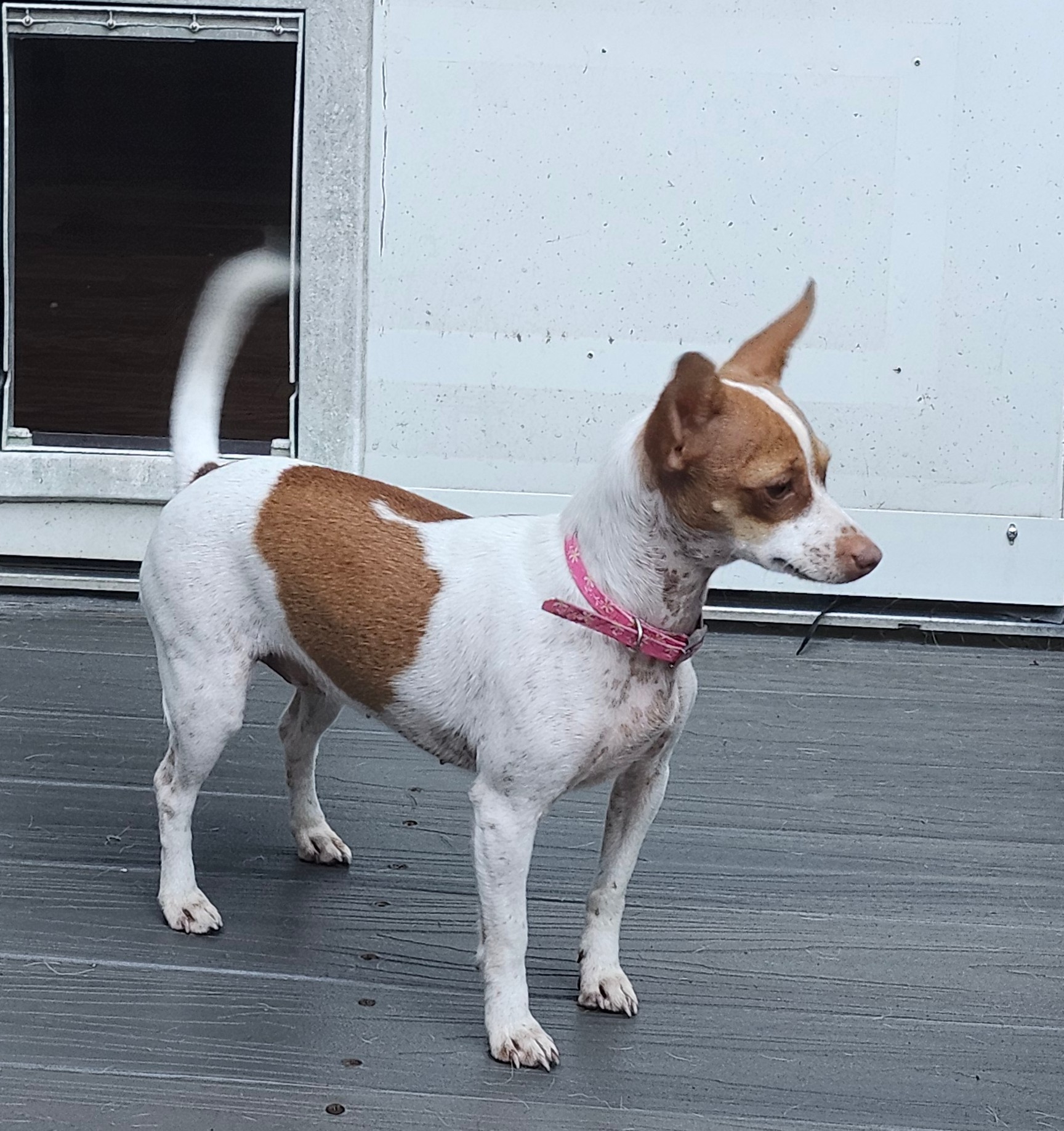 Enlarge Rachel, a Adoptable Chihuahua in Wolcott, CT image 3/6