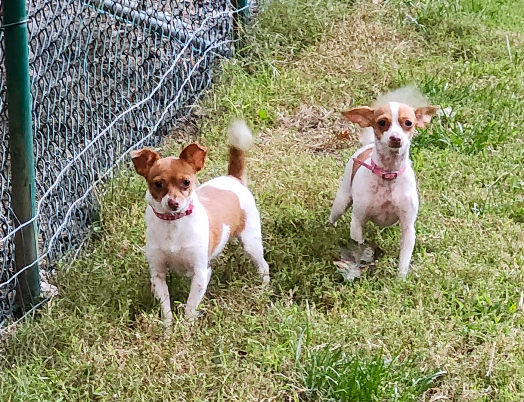 Enlarge Rachel, a Adoptable Chihuahua in Wolcott, CT image 6/6
