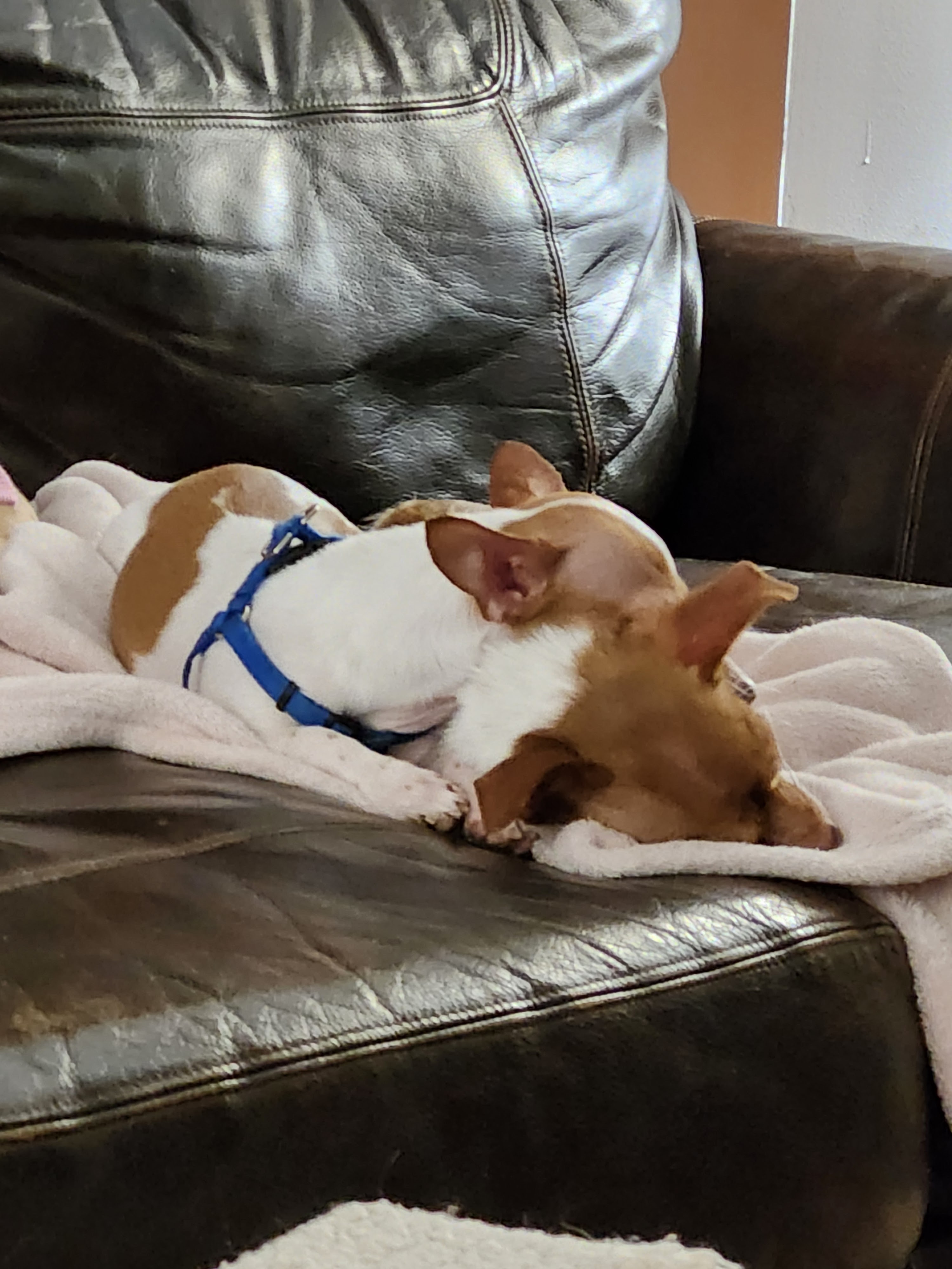 Enlarge Rachel, a Adoptable Chihuahua in Wolcott, CT image 5/6