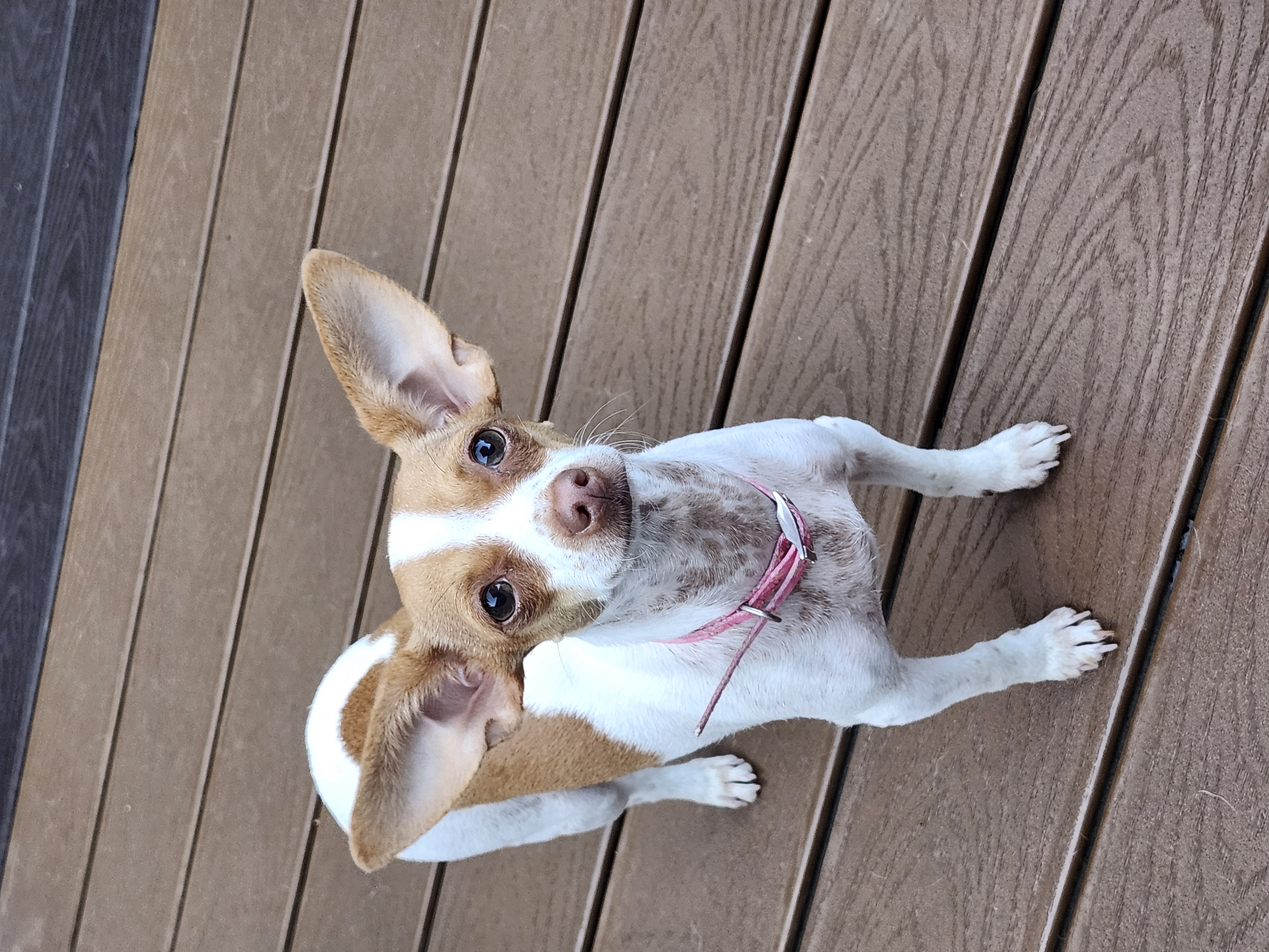 Rachel, Adoptable, Adult Female Chihuahua.