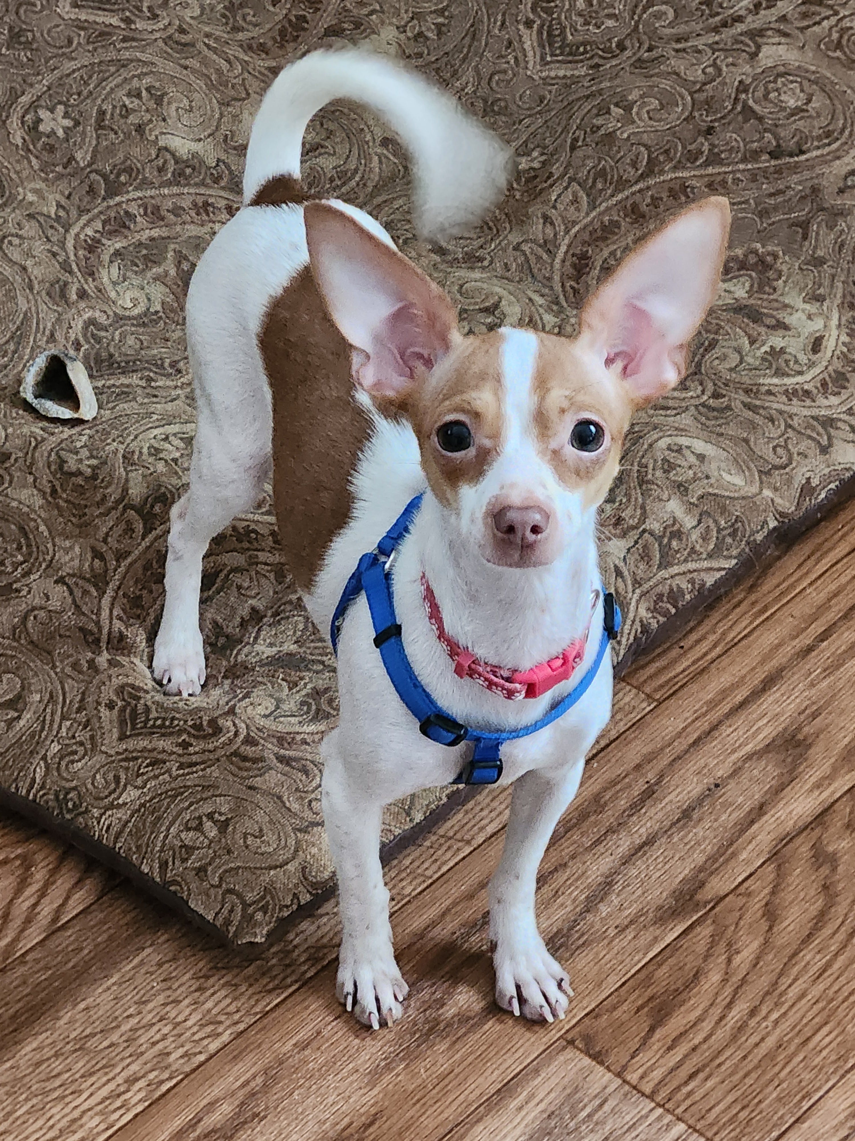 Enlarge Rachel, a Adoptable Chihuahua in Wolcott, CT image 2/6