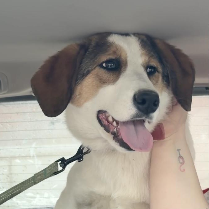 Enlarge Layla, a ADOPTABLE mixed breed in Morristown, NJ image 4/6