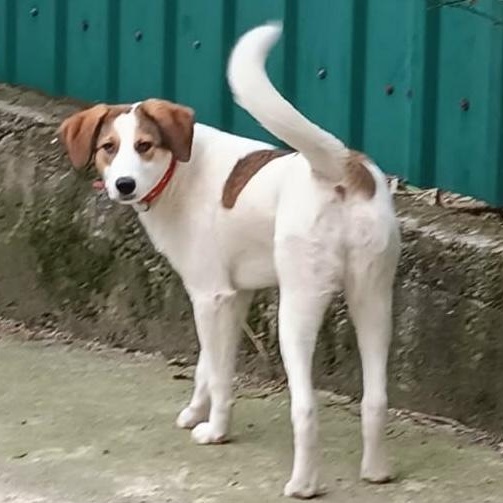 Enlarge Layla, a ADOPTABLE mixed breed in Morristown, NJ image 5/6