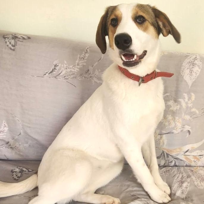 Enlarge Layla, a ADOPTABLE mixed breed in Morristown, NJ image 6/6