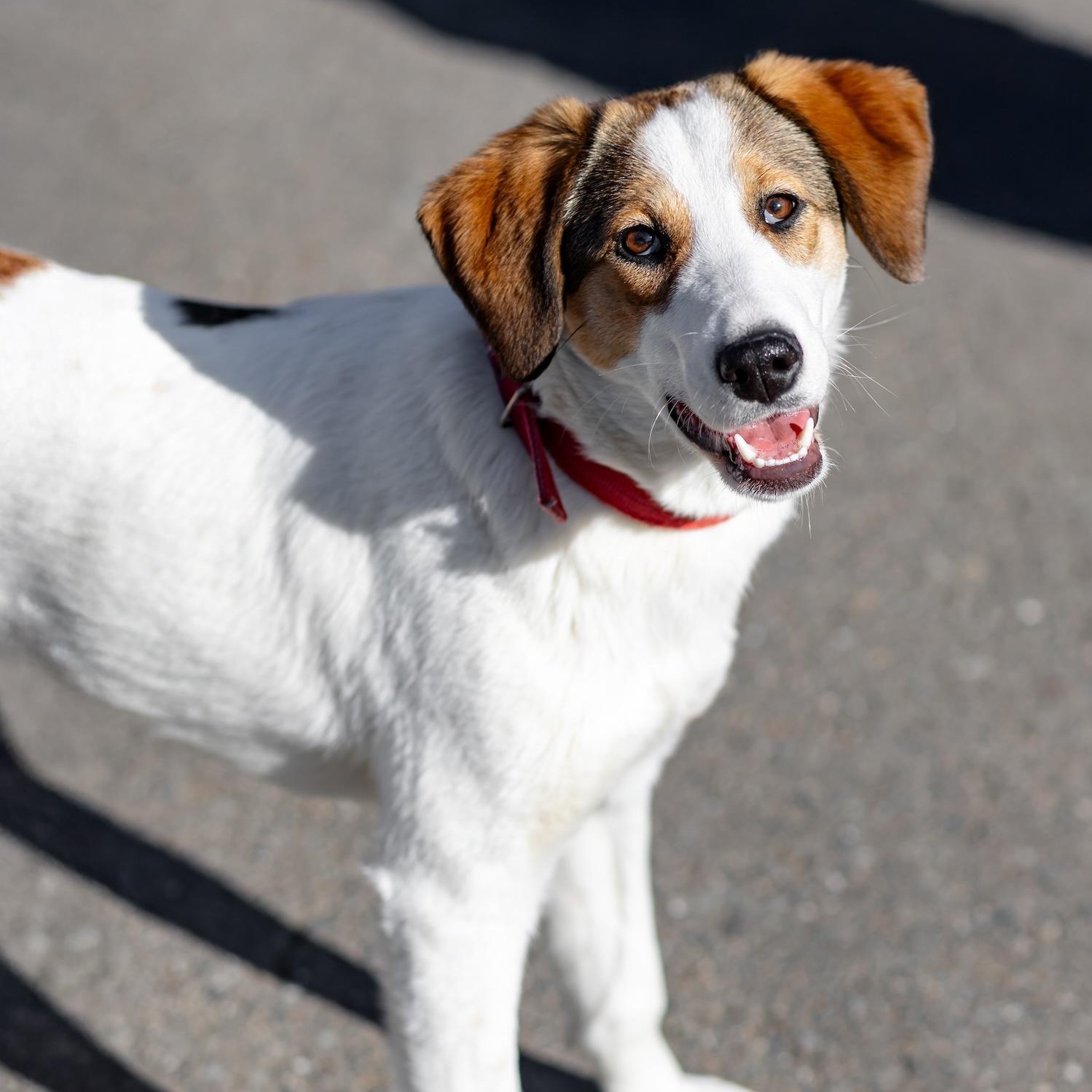 Enlarge Layla, a ADOPTABLE mixed breed in Morristown, NJ image 2/6