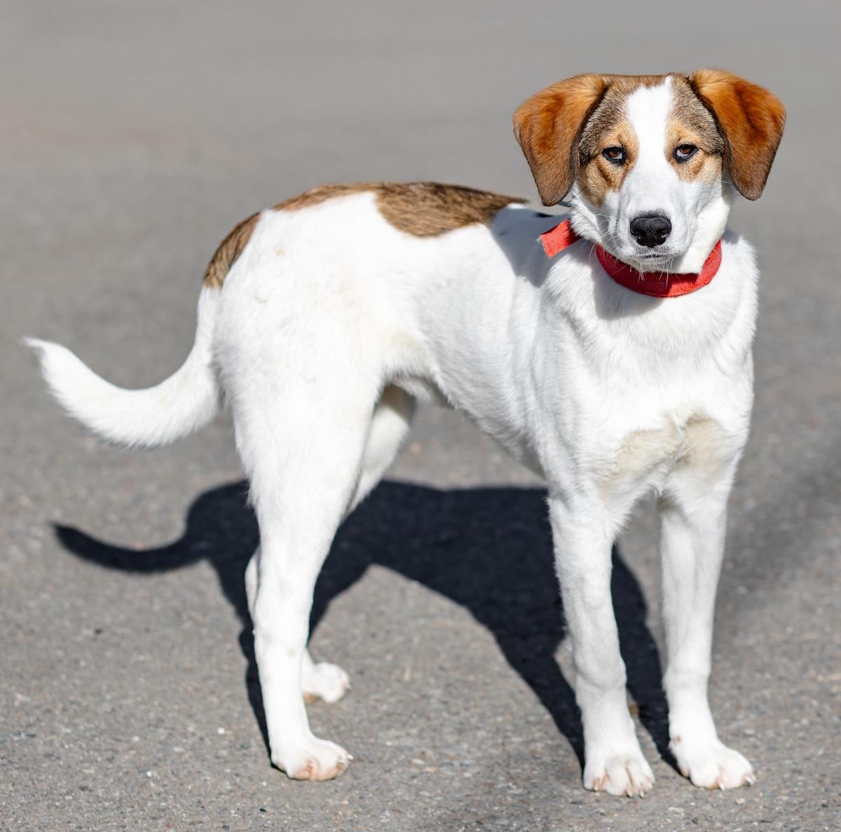 Enlarge Layla, a ADOPTABLE mixed breed in Morristown, NJ image 3/6