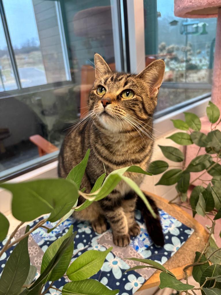 Santana, Adoptable, Adult Female Domestic Short Hair.