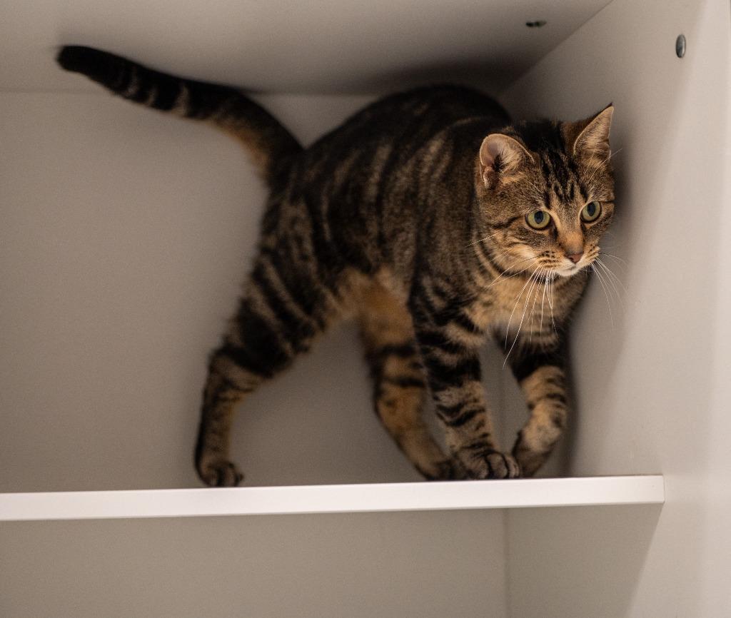 Enlarge Santana, a Adoptable Domestic Short Hair in Frankfort, KY image 2/3