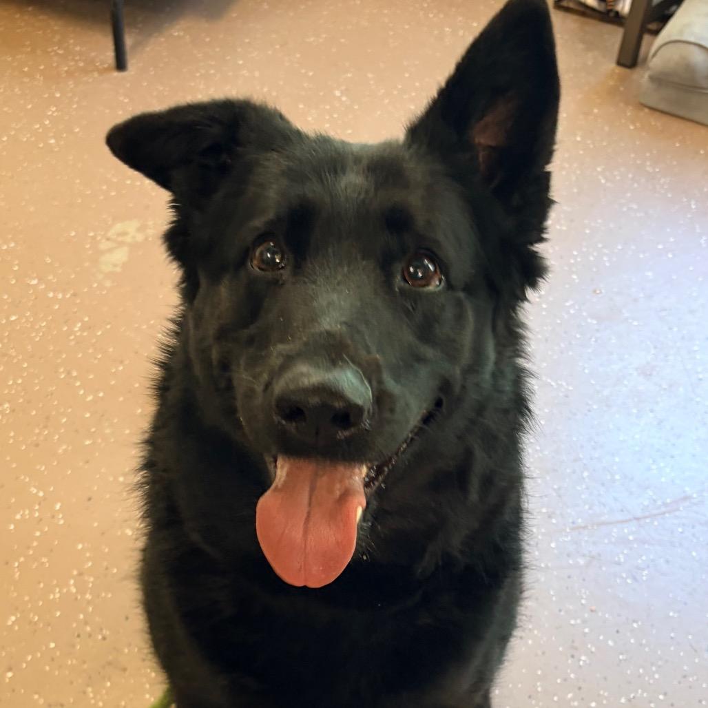 Enlarge Valkyrie, a Adoptable German Shepherd Dog in Belleville, IL image 1/4