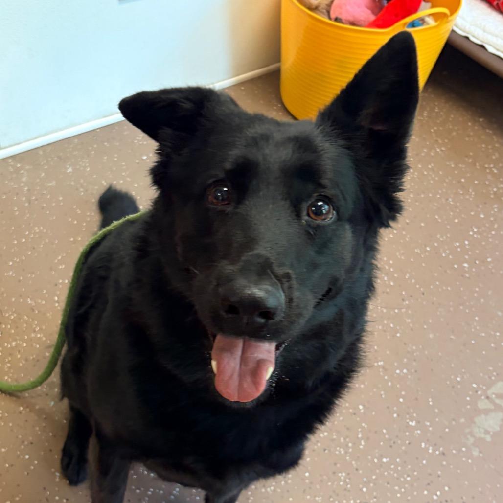 Enlarge Valkyrie, a Adoptable German Shepherd Dog in Belleville, IL image 2/4