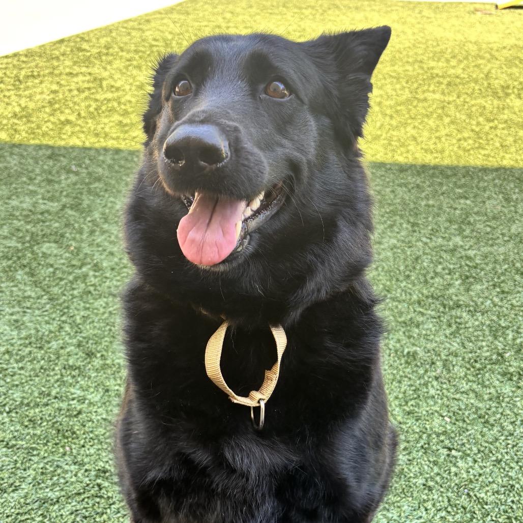 Enlarge Valkyrie, a Adoptable German Shepherd Dog in Belleville, IL image 3/4