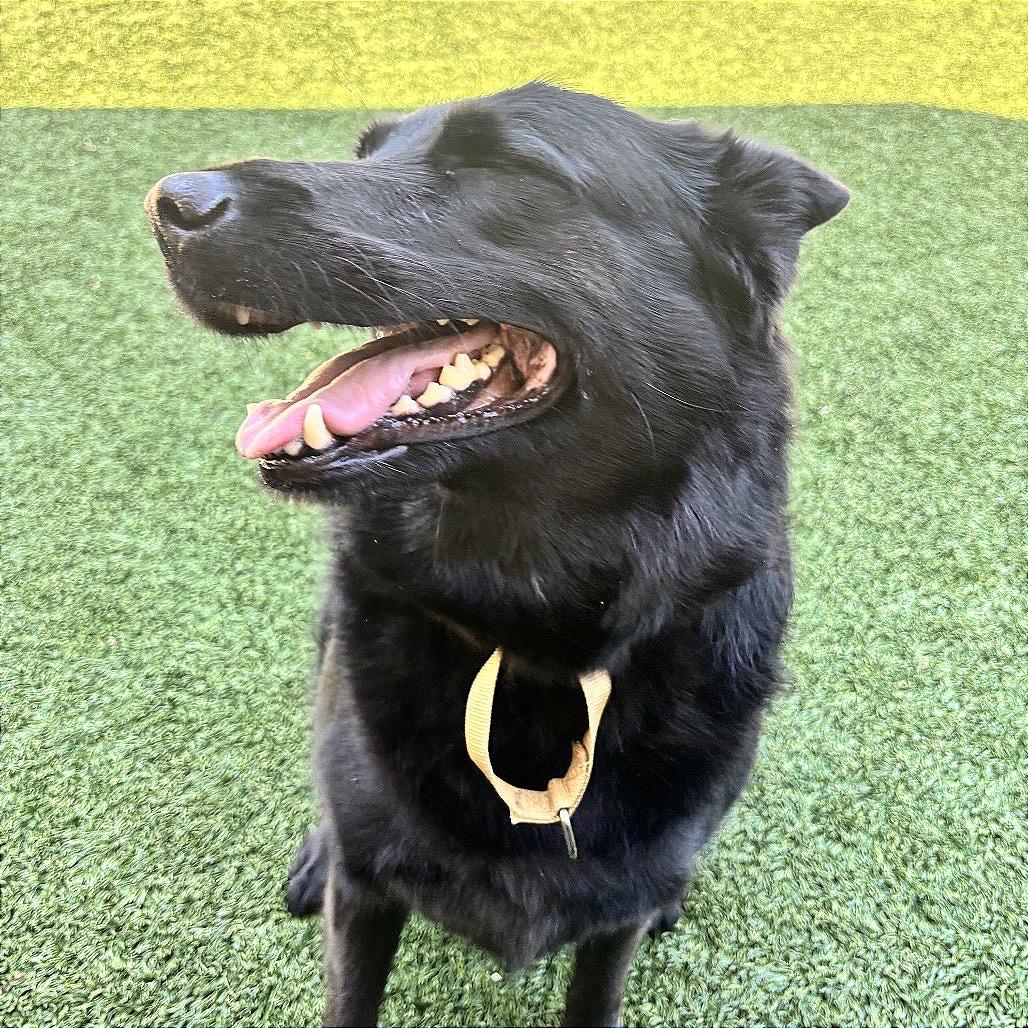 Enlarge Valkyrie, a Adoptable German Shepherd Dog in Belleville, IL image 4/4