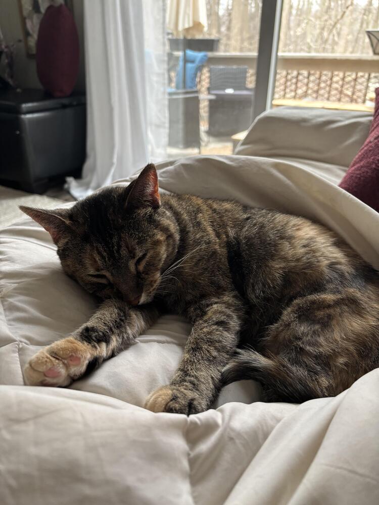 Enlarge Bella (Murrant), a Adoptable mixed breed in Grand Rapids, MI image 1/6