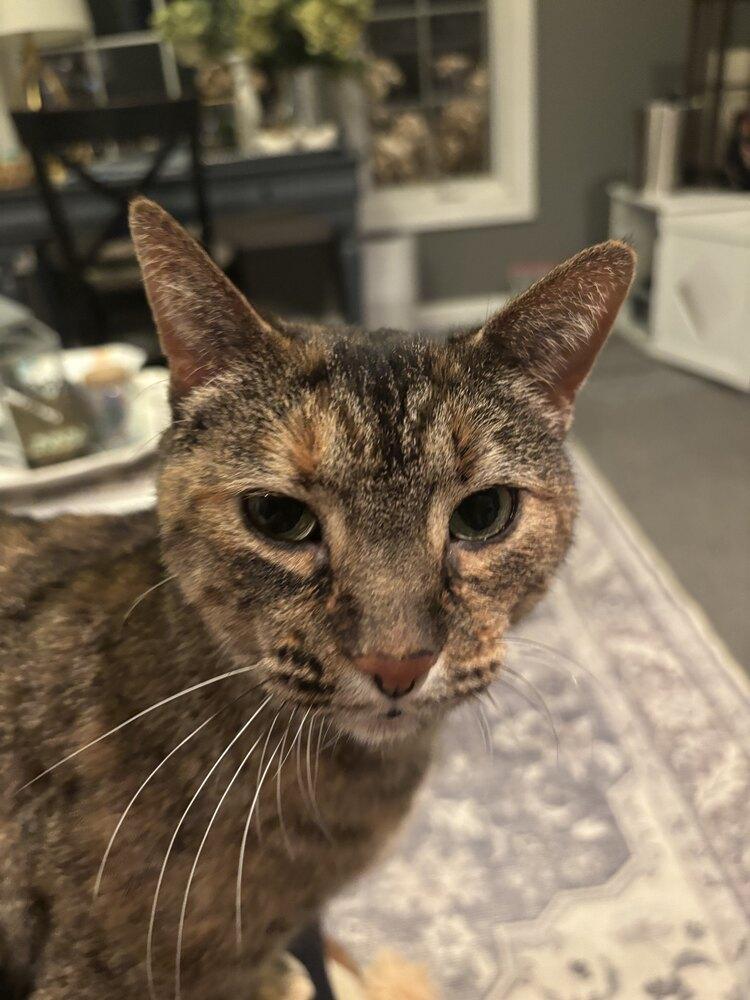 Enlarge Bella (Murrant), a Adoptable mixed breed in Grand Rapids, MI image 3/6