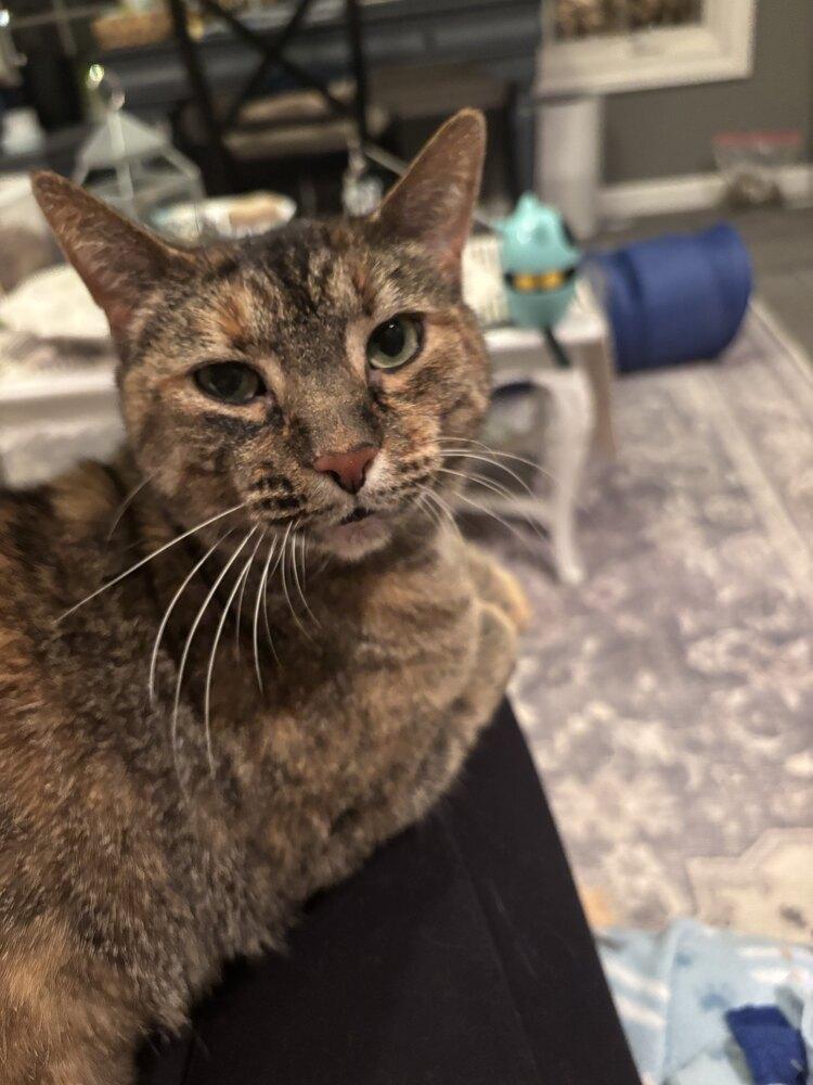 Enlarge Bella (Murrant), a Adoptable mixed breed in Grand Rapids, MI image 4/6