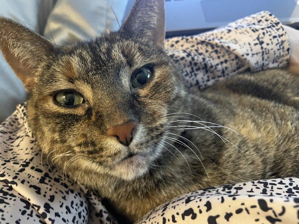 Enlarge Bella (Murrant), a Adoptable mixed breed in Grand Rapids, MI image 5/6