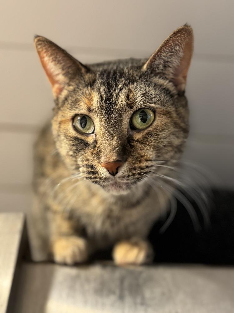 Enlarge Bella (Murrant), a Adoptable mixed breed in Grand Rapids, MI image 6/6