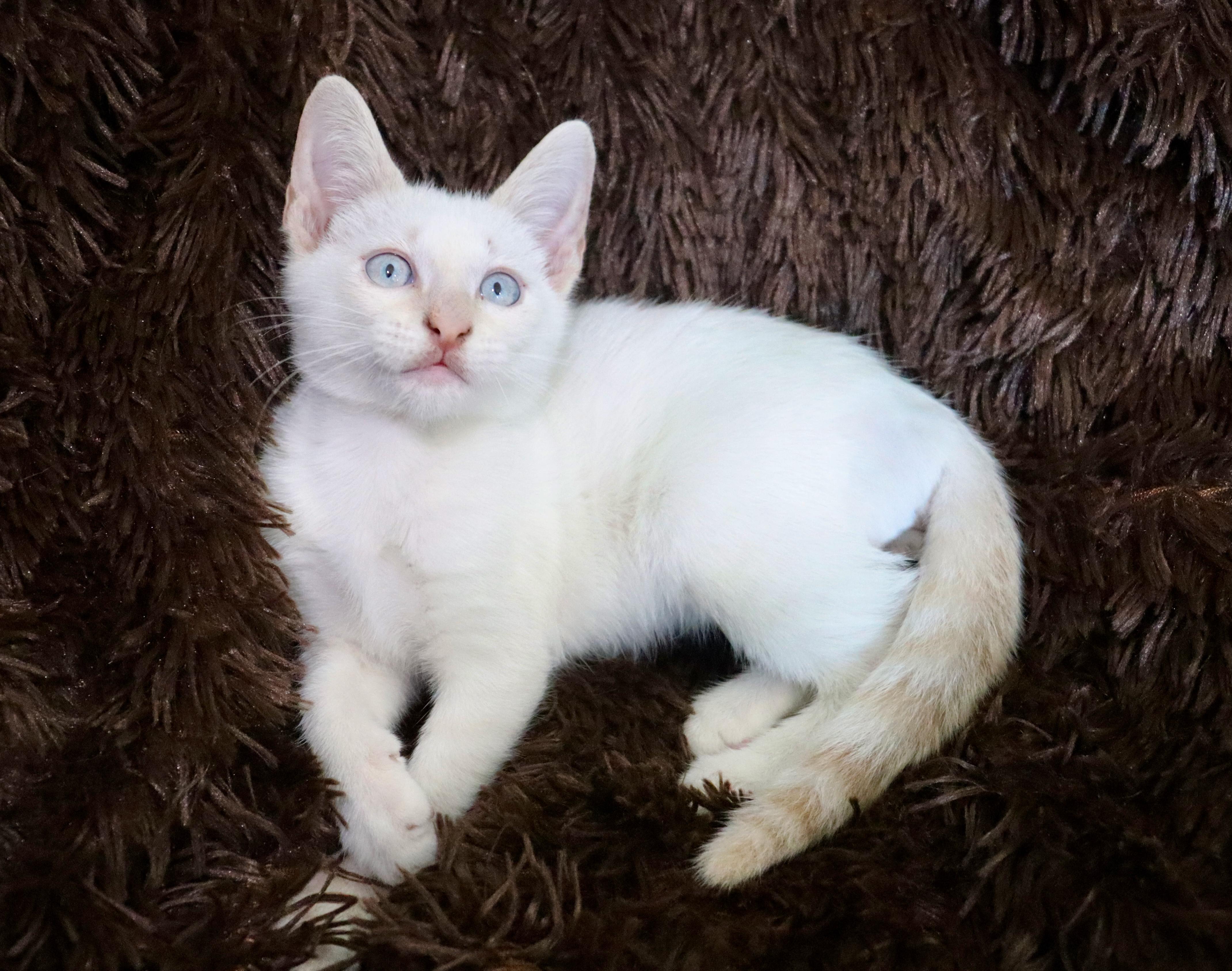 Enlarge Marshmellow, a Adopted mixed breed in Saint Augustine, FL image 3/6