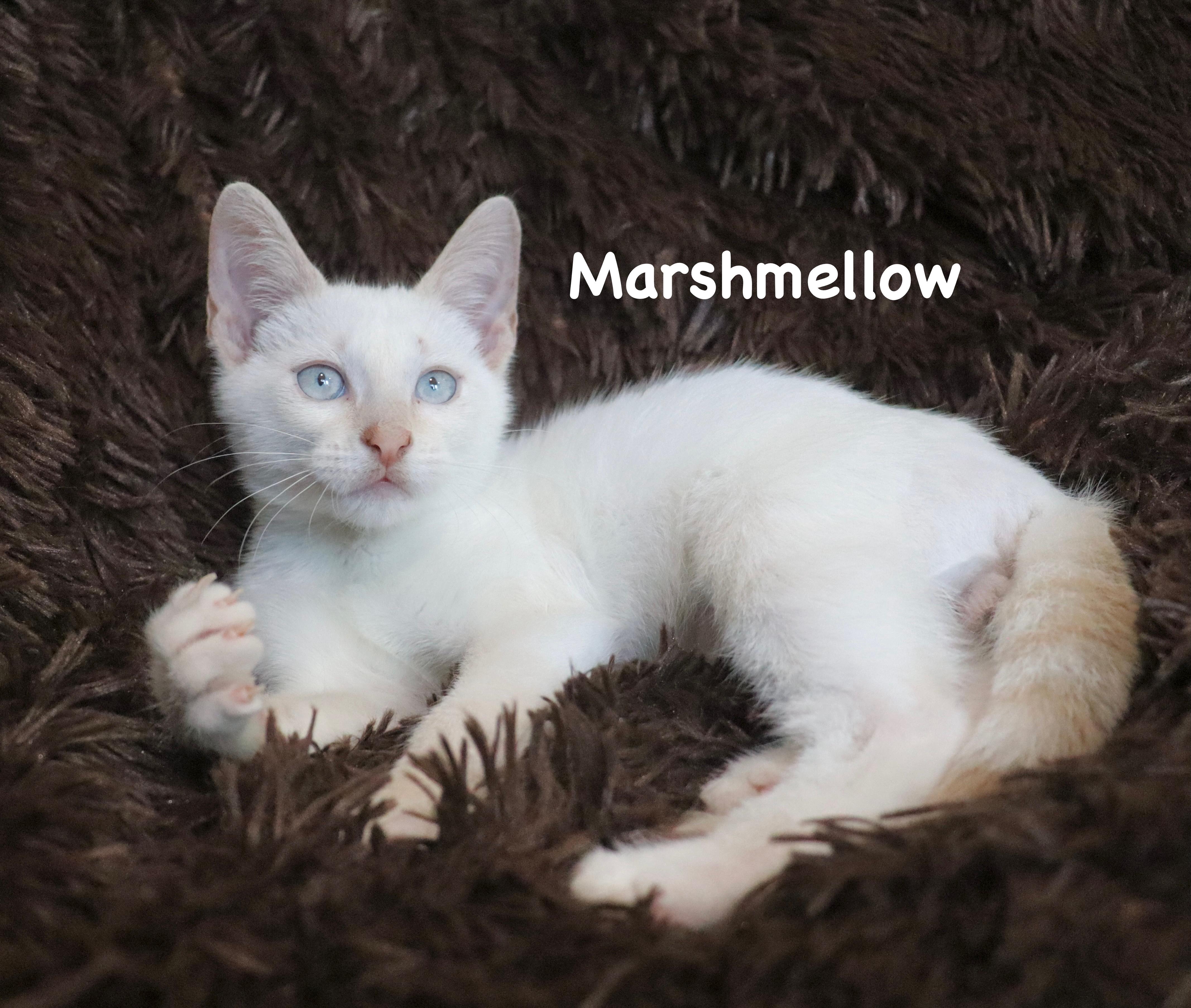 Marshmellow, Adopted, Kitten Male Siamese.