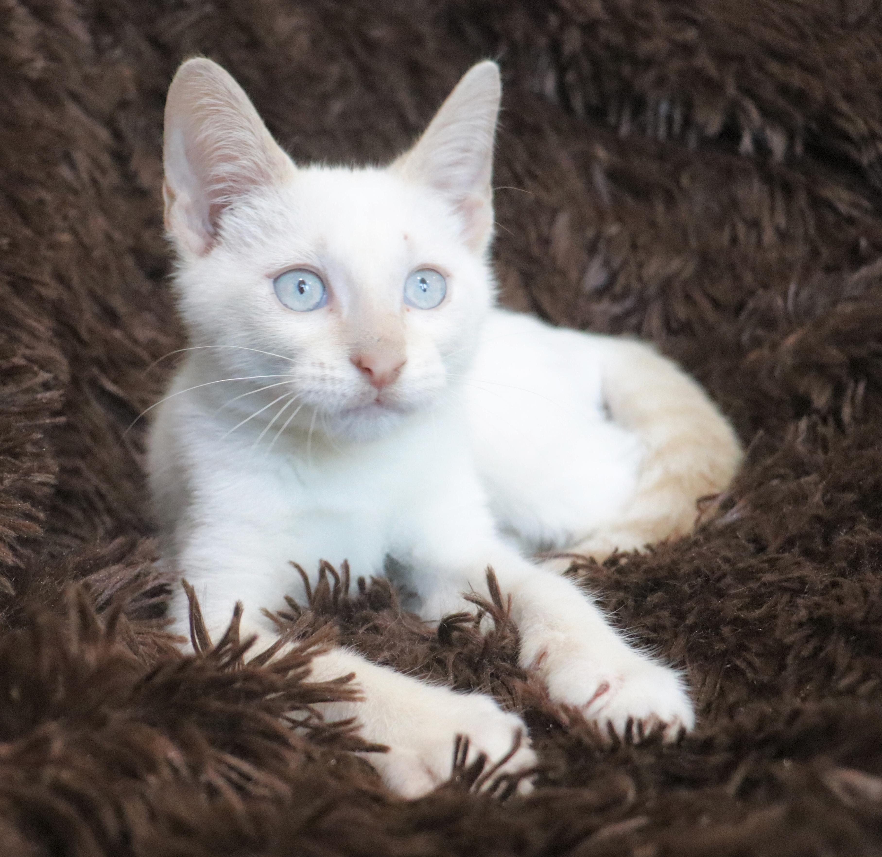 Enlarge Marshmellow, a Adopted mixed breed in Saint Augustine, FL image 4/6