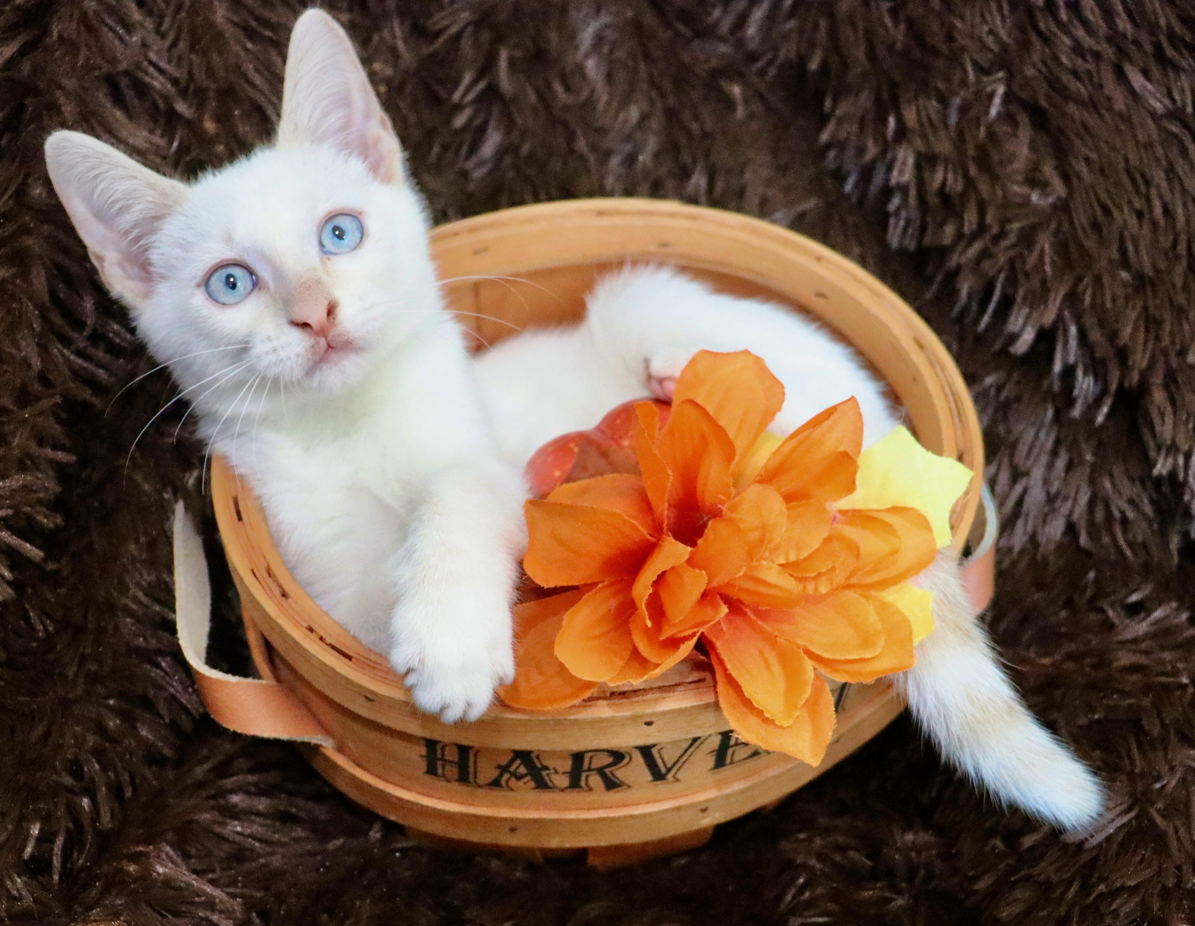 Enlarge Marshmellow, a Adopted mixed breed in Saint Augustine, FL image 5/6