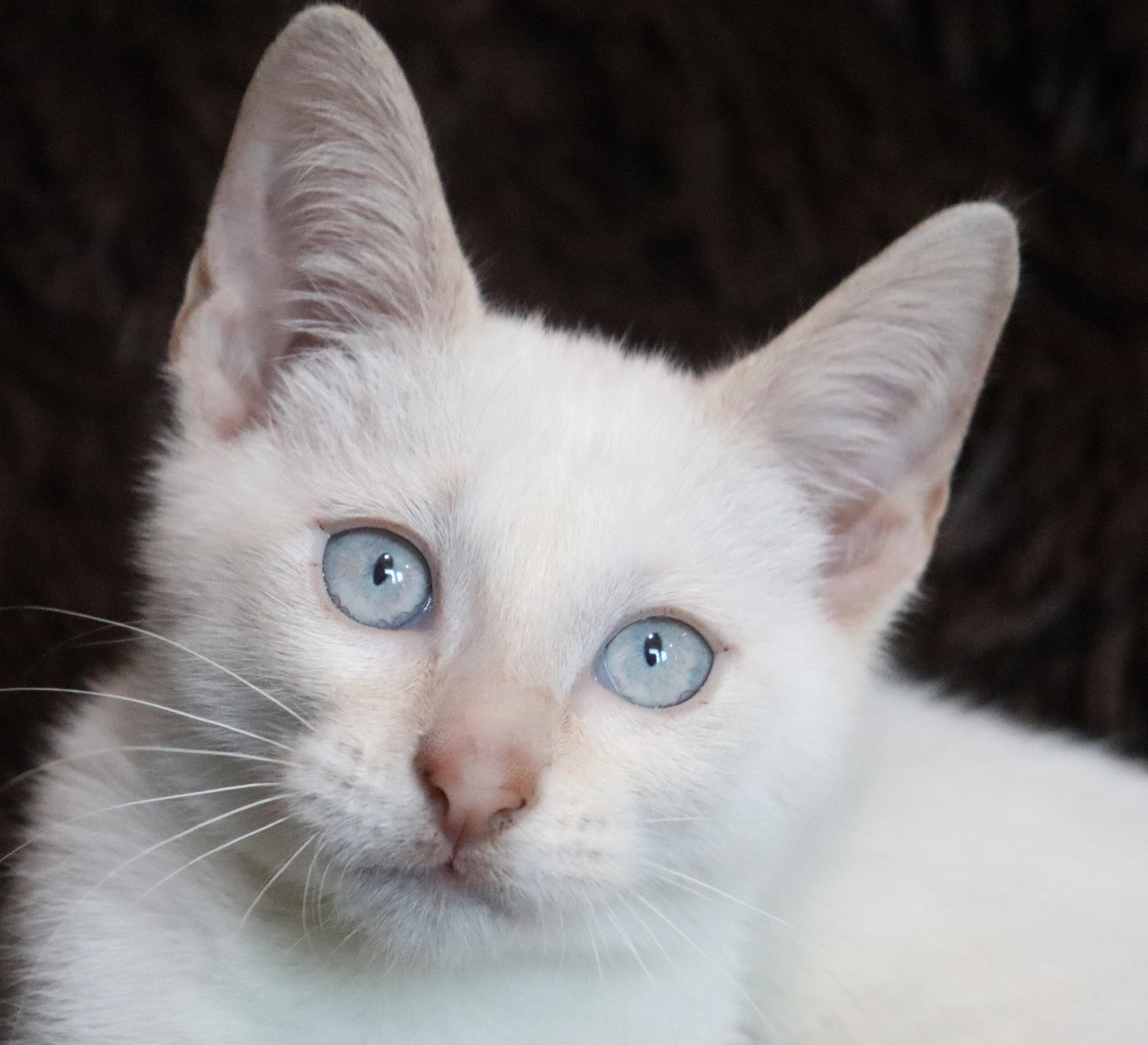 Enlarge Marshmellow, a Adopted mixed breed in Saint Augustine, FL image 6/6