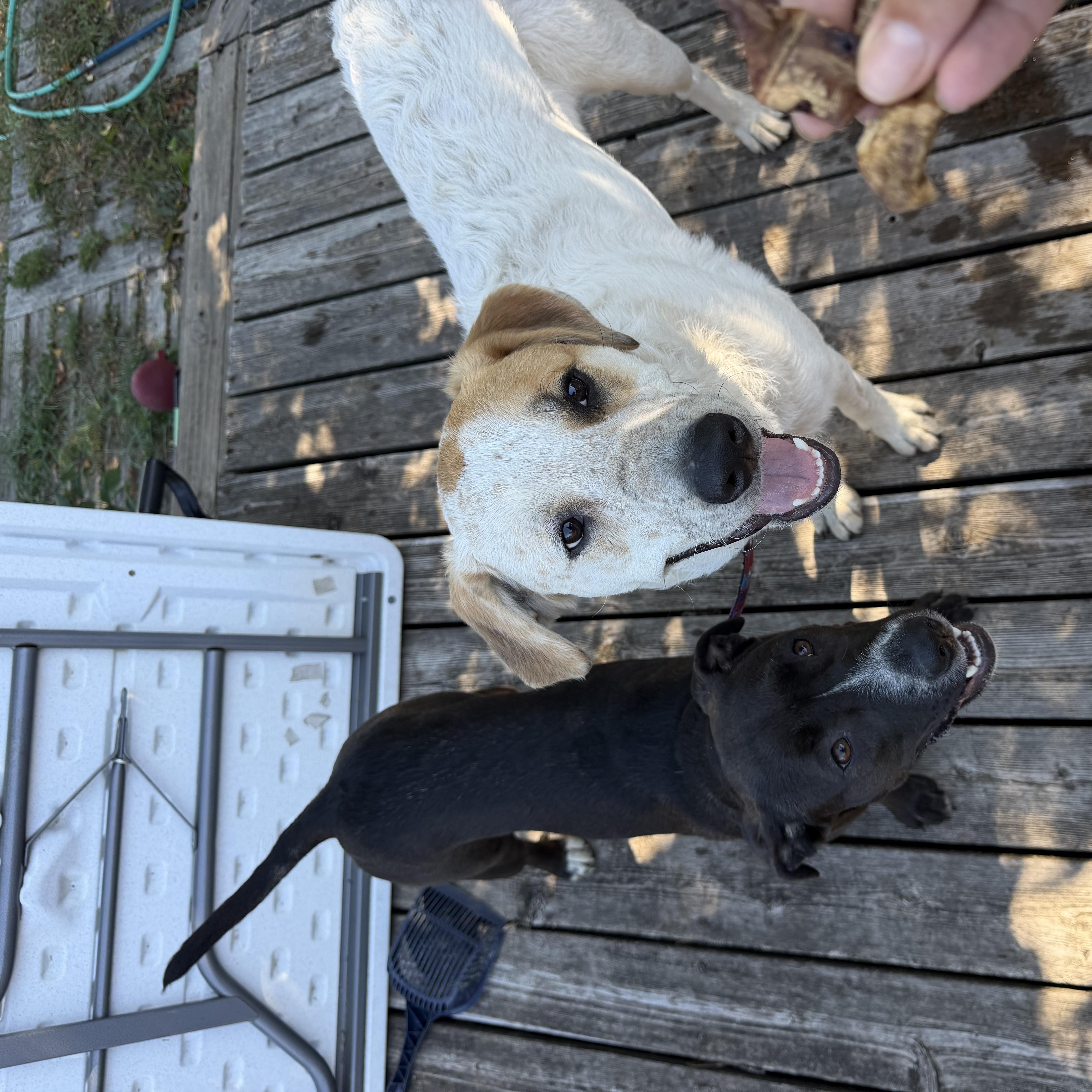 Enlarge Tiny, a Adoptable mixed breed in Minneapolis, MN image 4/4