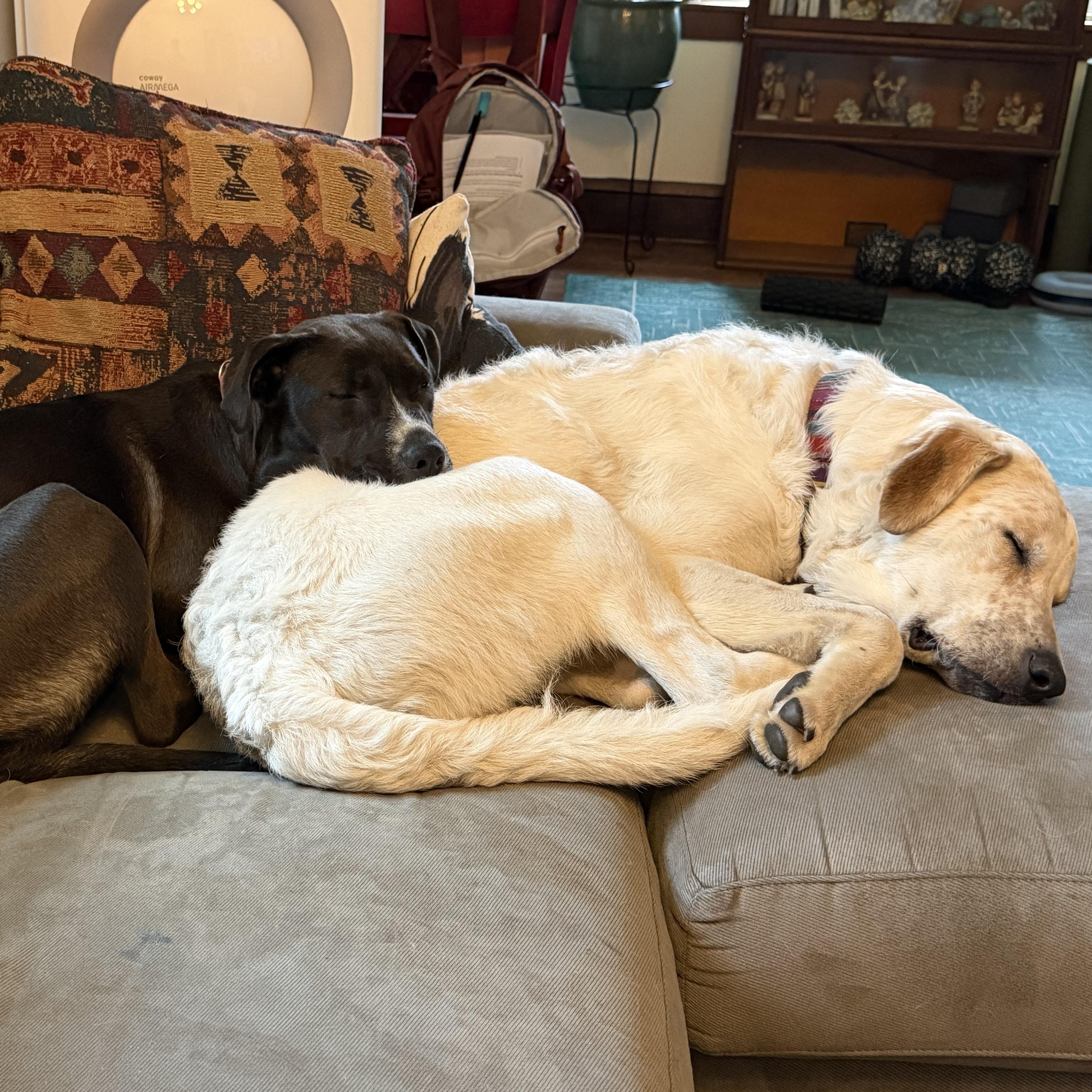 Enlarge Tiny, a Adoptable mixed breed in Minneapolis, MN image 3/4