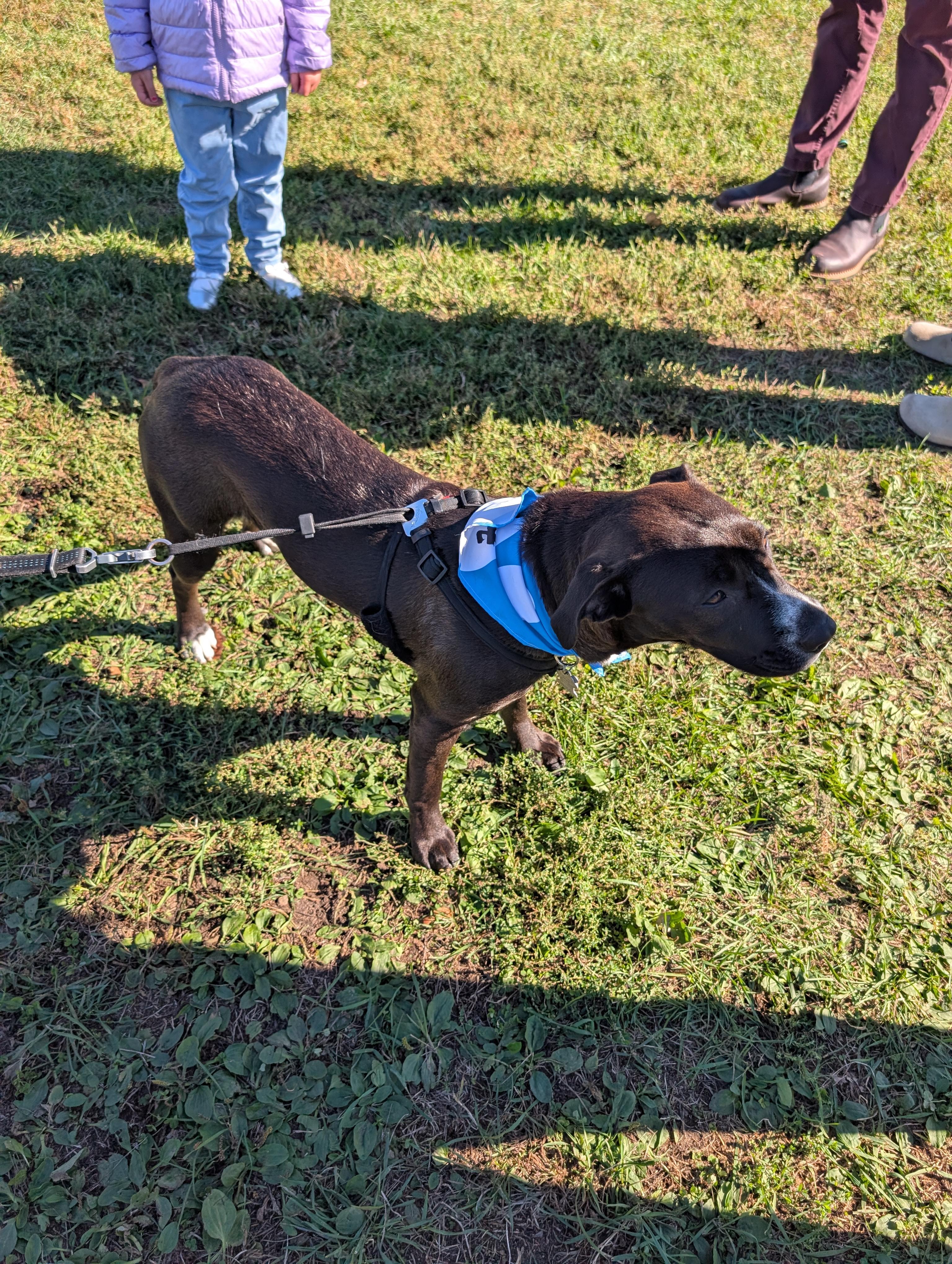 Enlarge Tiny, a Adoptable mixed breed in Minneapolis, MN image 2/4