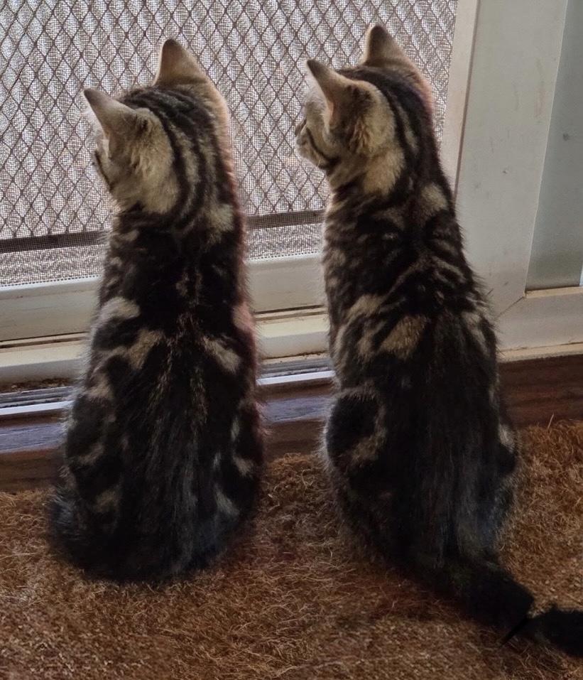 Enlarge Reese and Rolo, a Adoptable mixed breed in Plain City, OH image 2/6