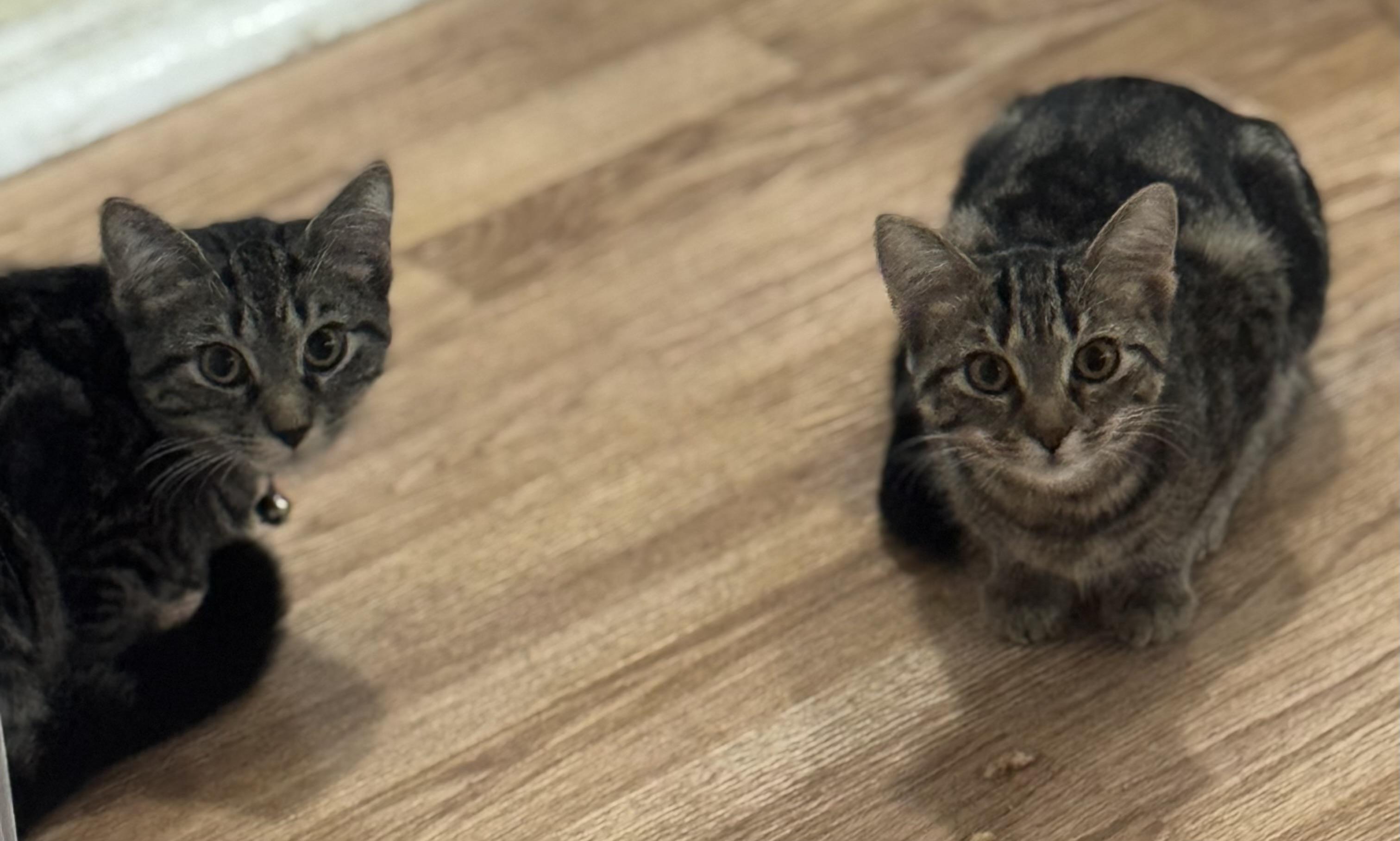 Enlarge Reese and Rolo, a Adoptable mixed breed in Plain City, OH image 5/6