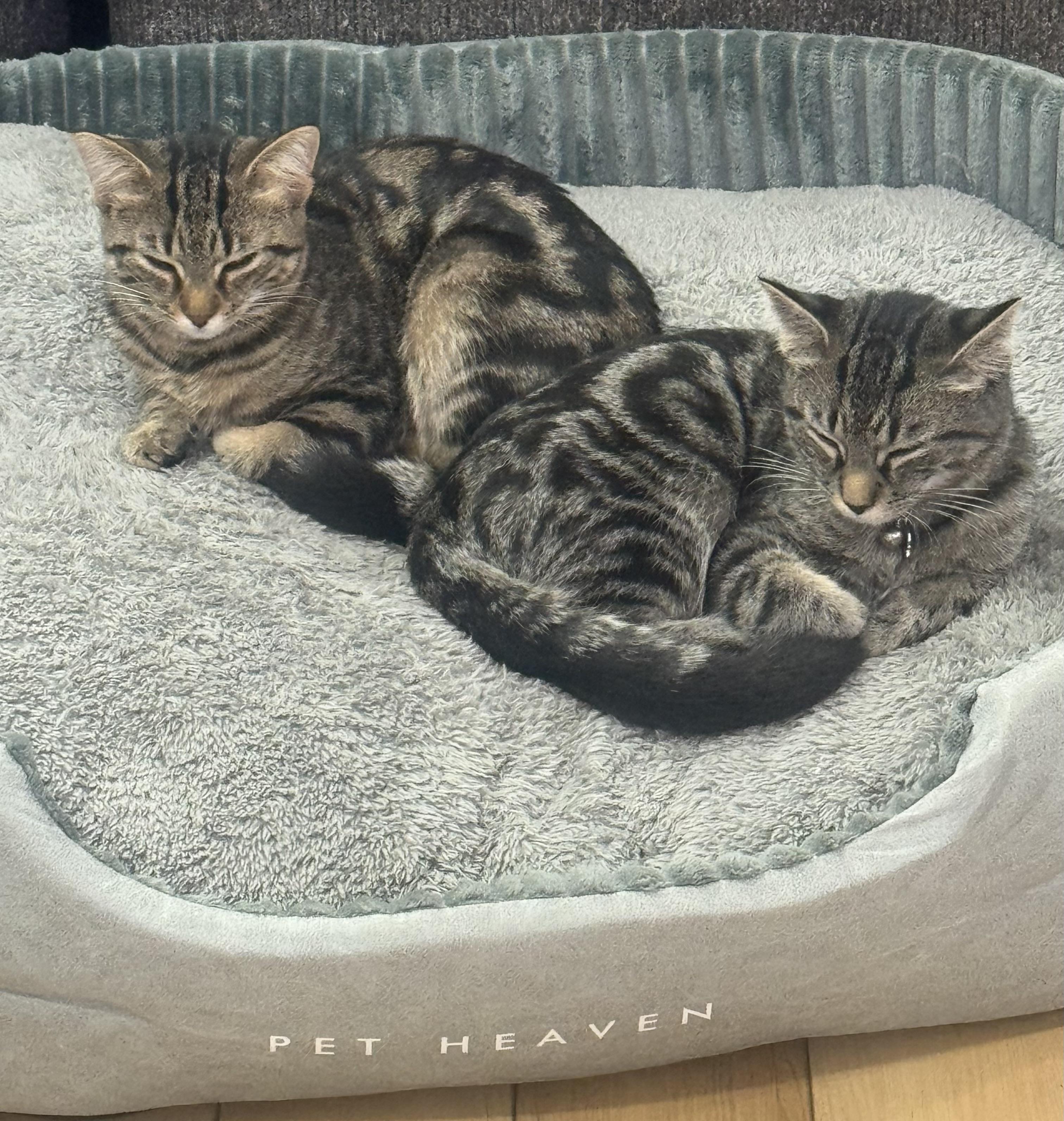 Reese and Rolo, Adoptable, Young Female Tabby & Domestic Short Hair.