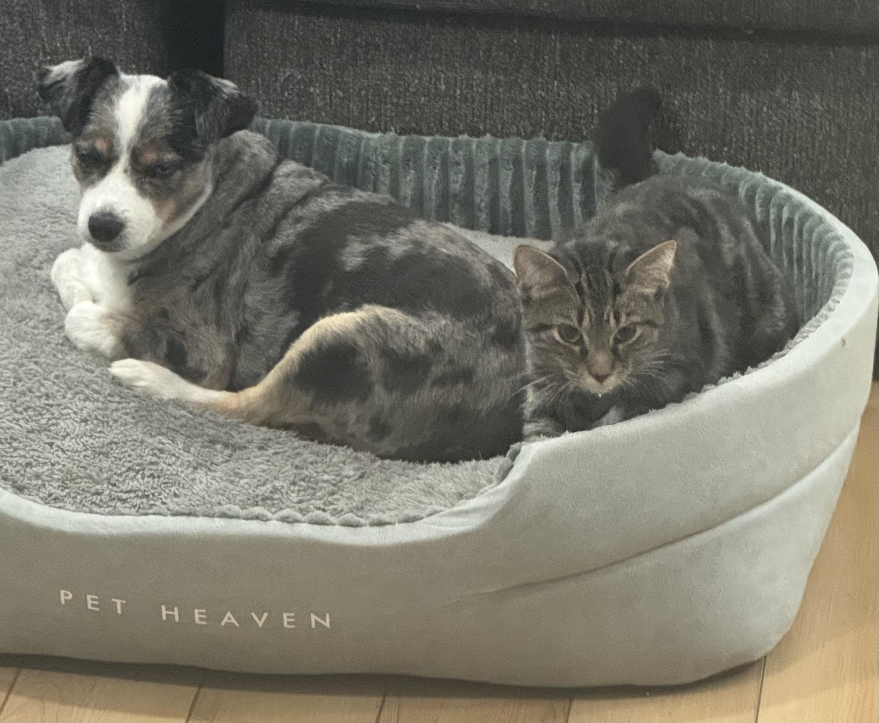 Enlarge Reese and Rolo, a Adoptable mixed breed in Plain City, OH image 4/6