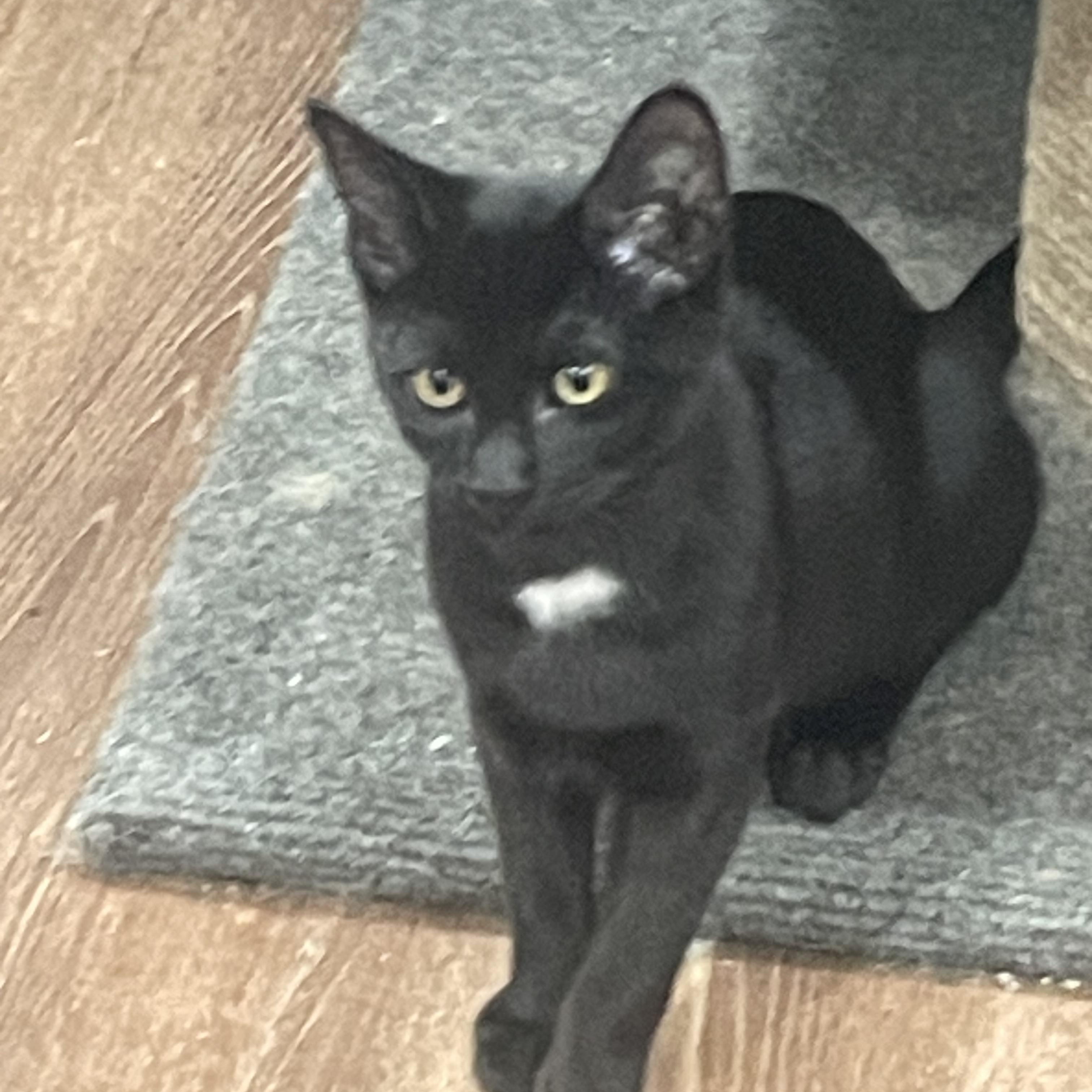 Harry Potter, a Adopted Domestic Short Hair in Galloway, NJ image 1/2