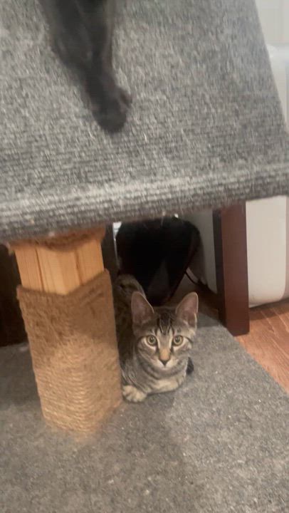 Enlarge Harry Potter, a Adopted Domestic Short Hair in Galloway, NJ video 2/2