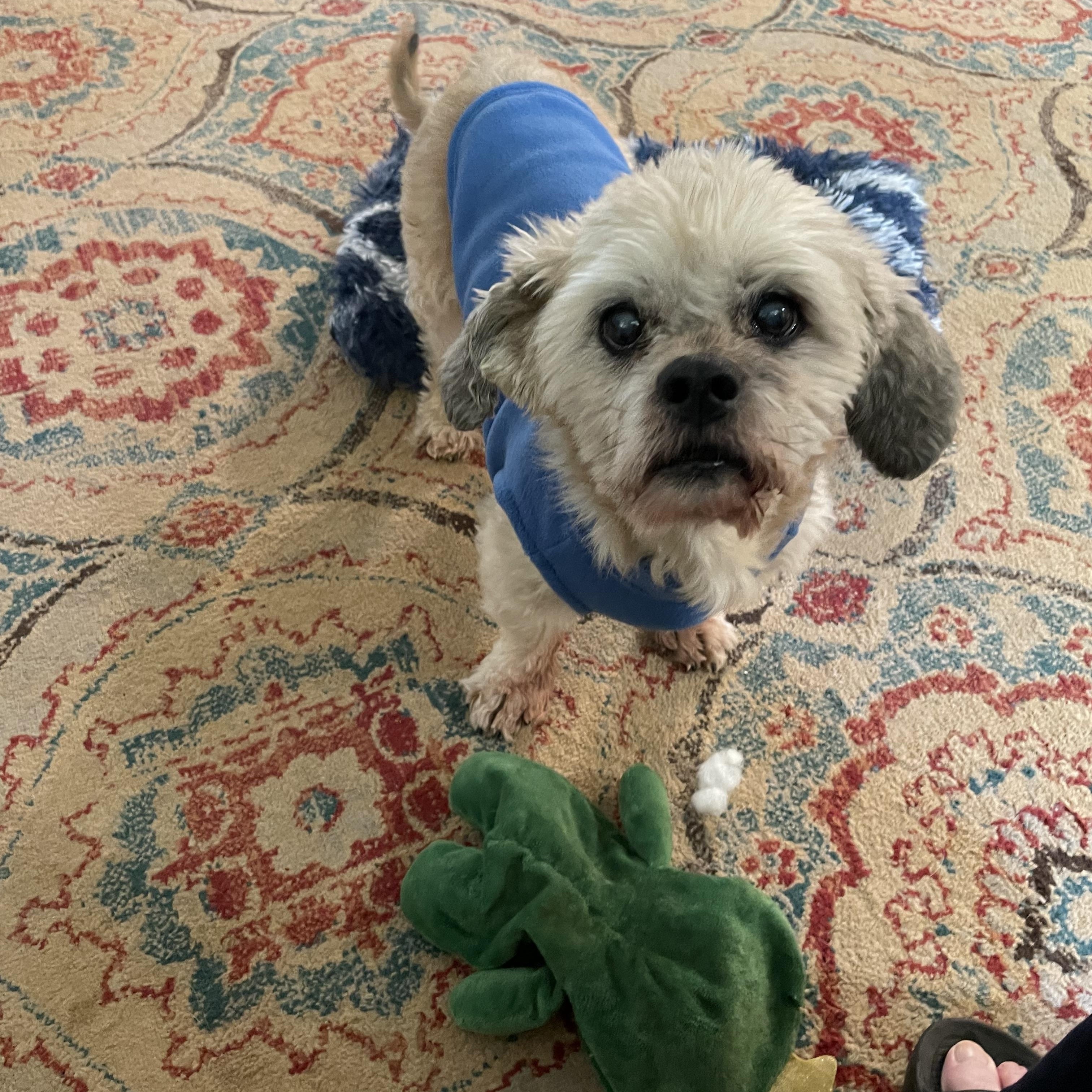 Fagan, a Adoptable mixed breed in Choctaw, OK image 1/2