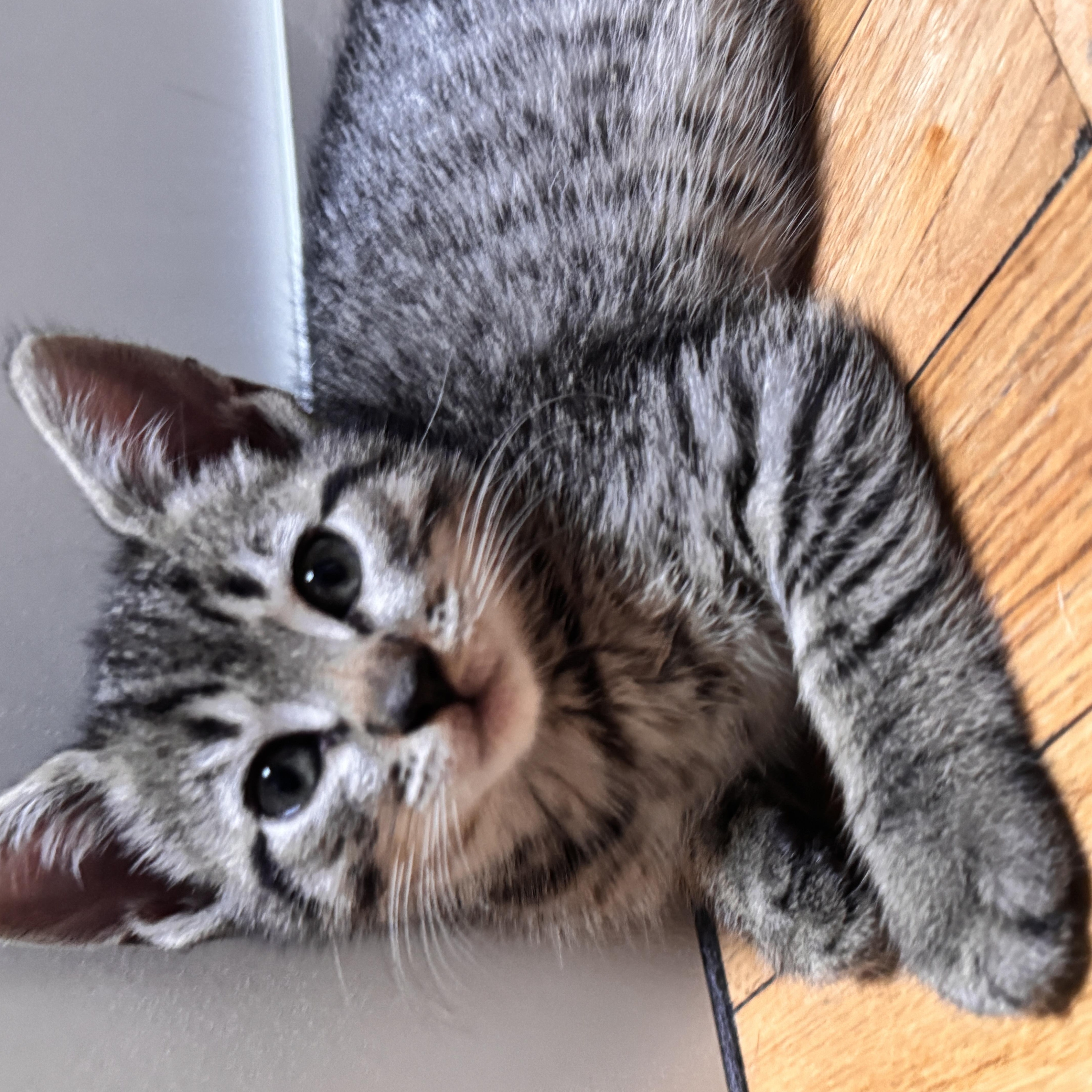 Enlarge Tater Tot and Crinkle, a Adoptable Domestic Short Hair in Brooklyn, NY image 5/6