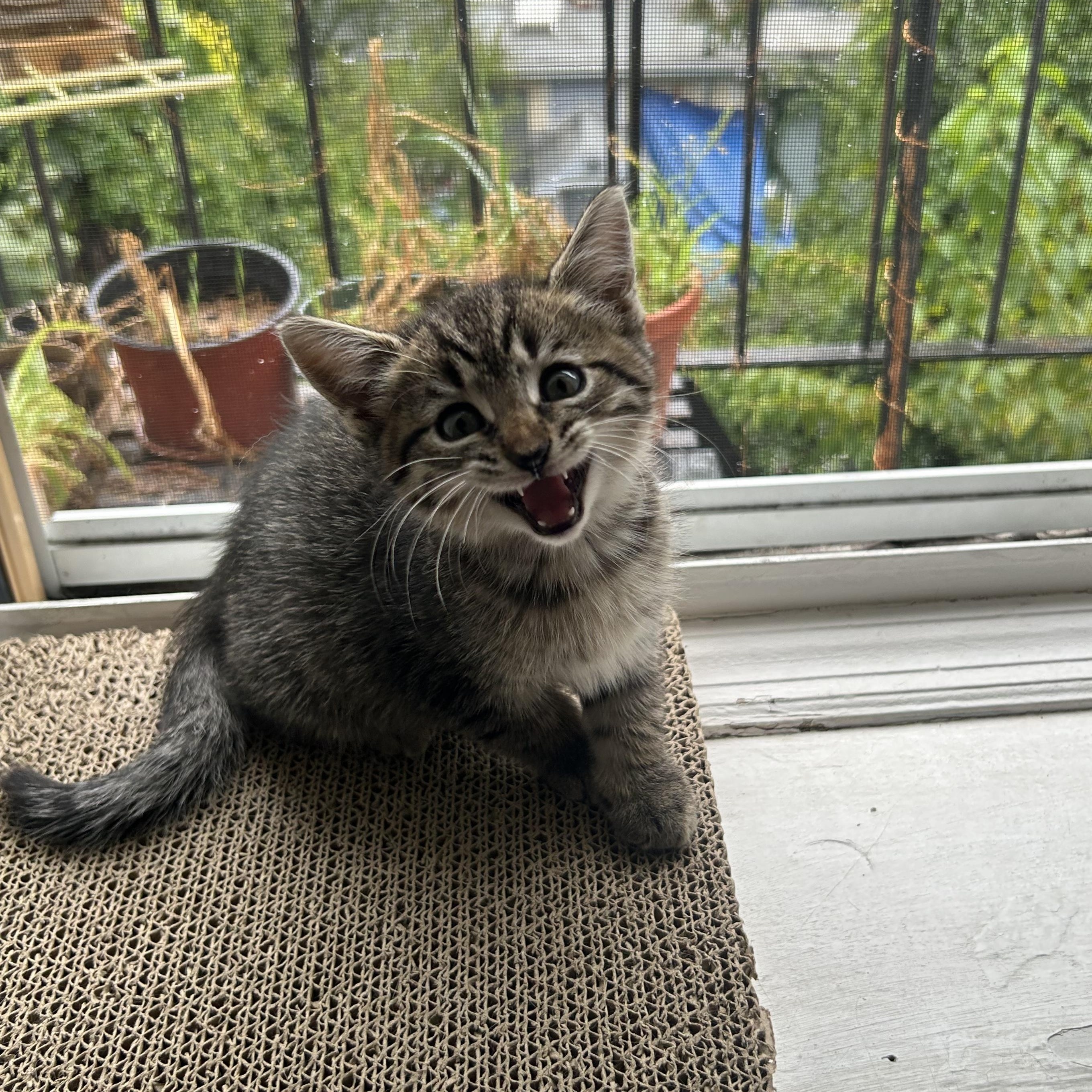 Enlarge Tater Tot and Crinkle, a Adoptable Domestic Short Hair in Brooklyn, NY image 3/6