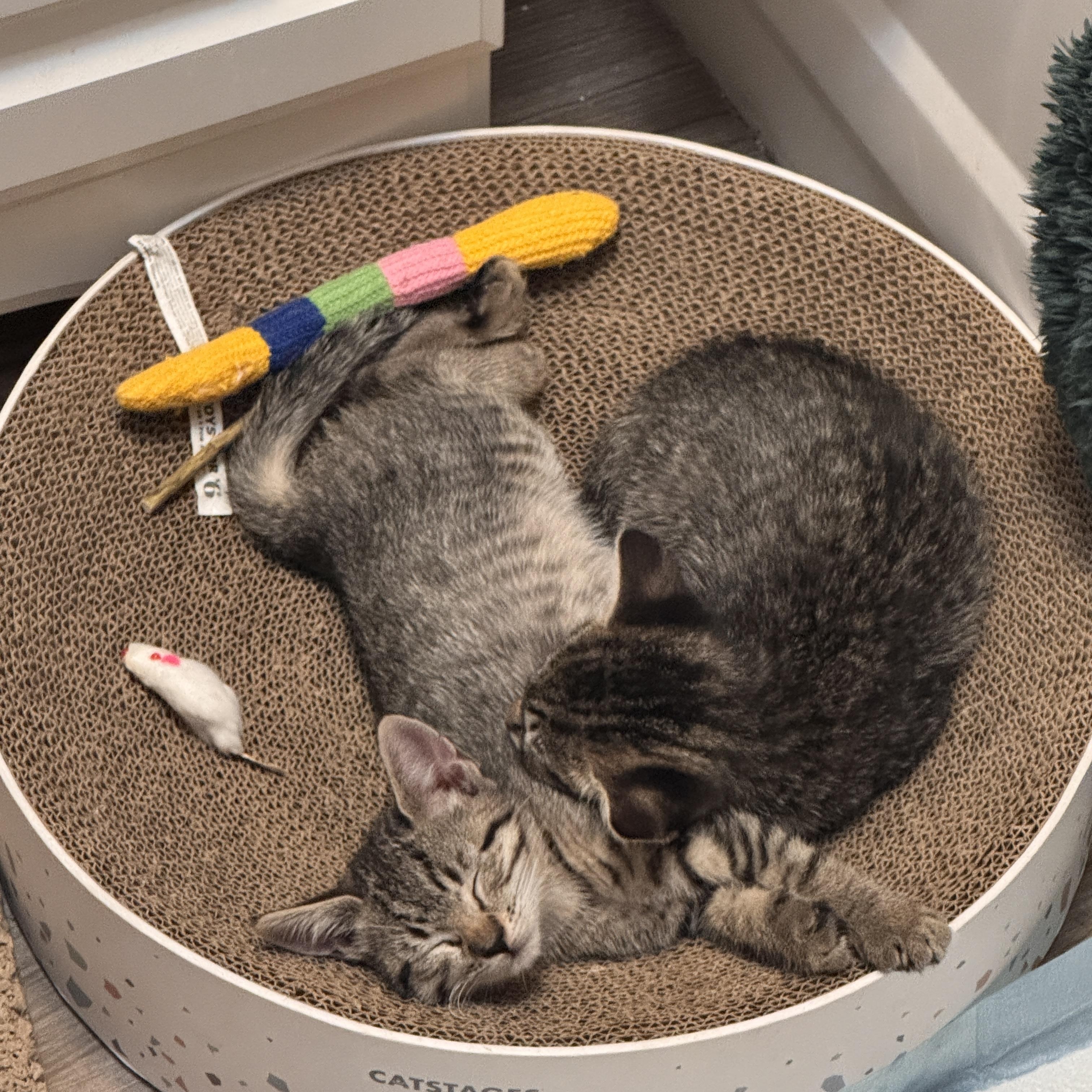 Enlarge Tater Tot and Crinkle, a Adoptable Domestic Short Hair in Brooklyn, NY image 4/6