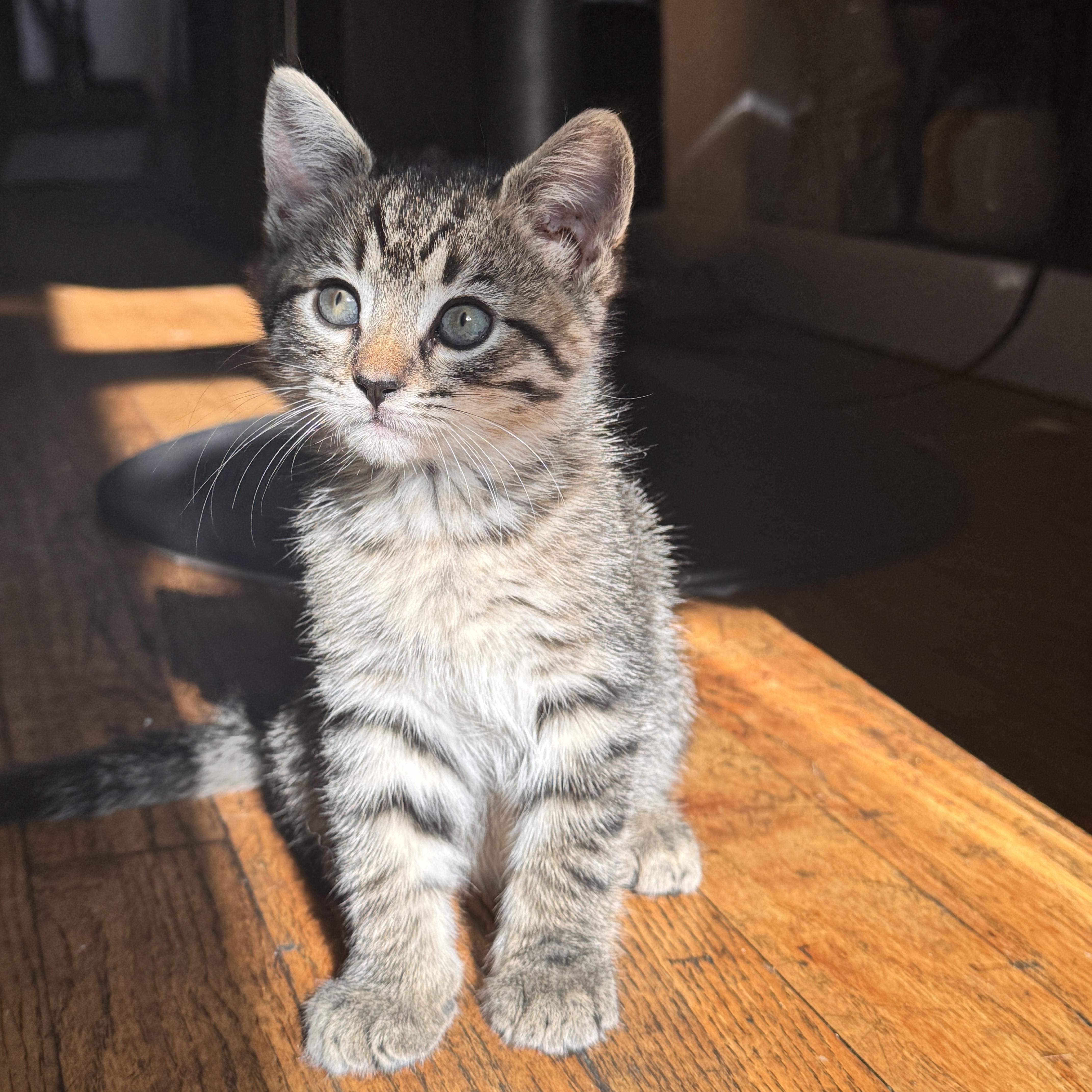 Enlarge Tater Tot and Crinkle, a Adoptable Domestic Short Hair in Brooklyn, NY image 6/6