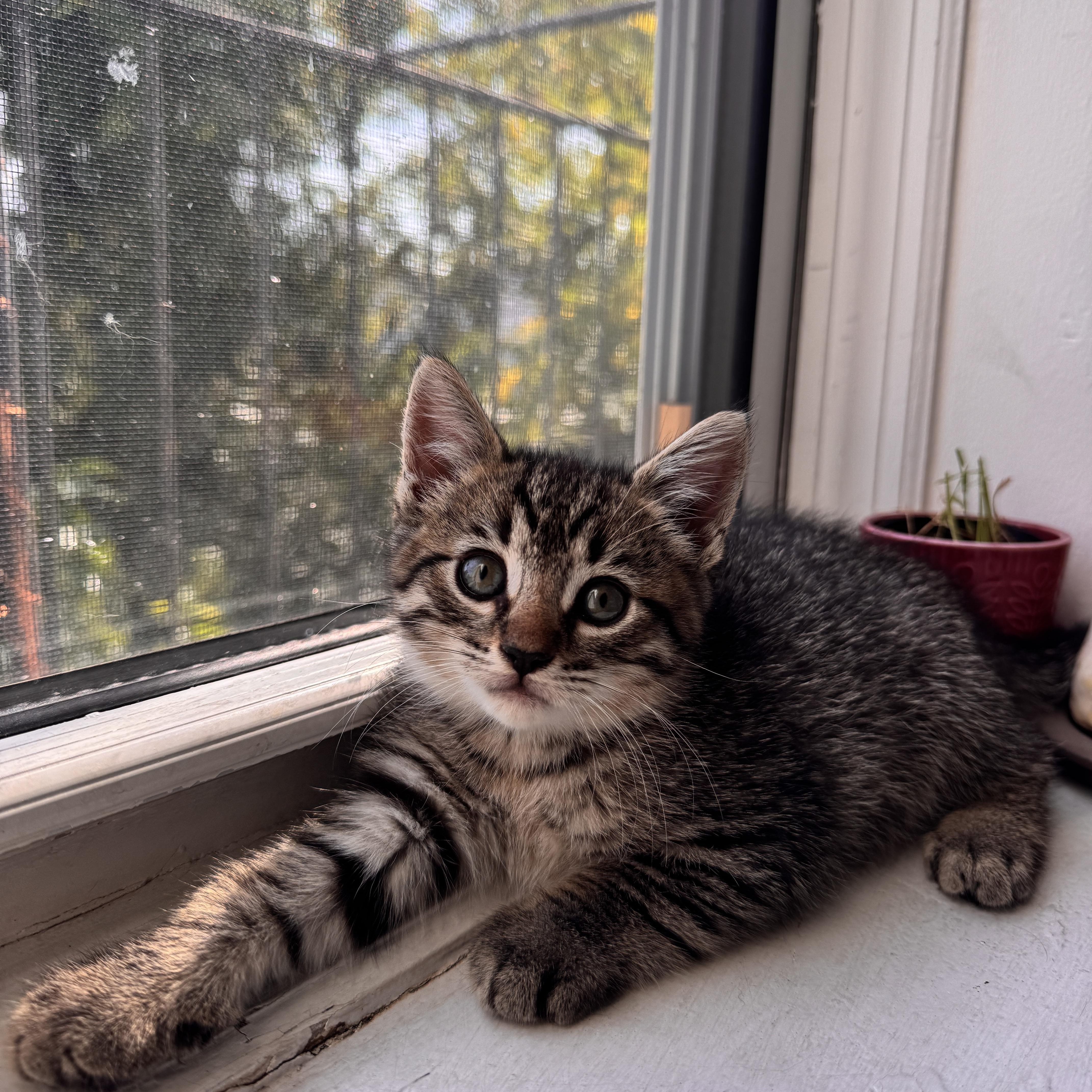 Enlarge Tater Tot and Crinkle, a Adoptable Domestic Short Hair in Brooklyn, NY image 2/6
