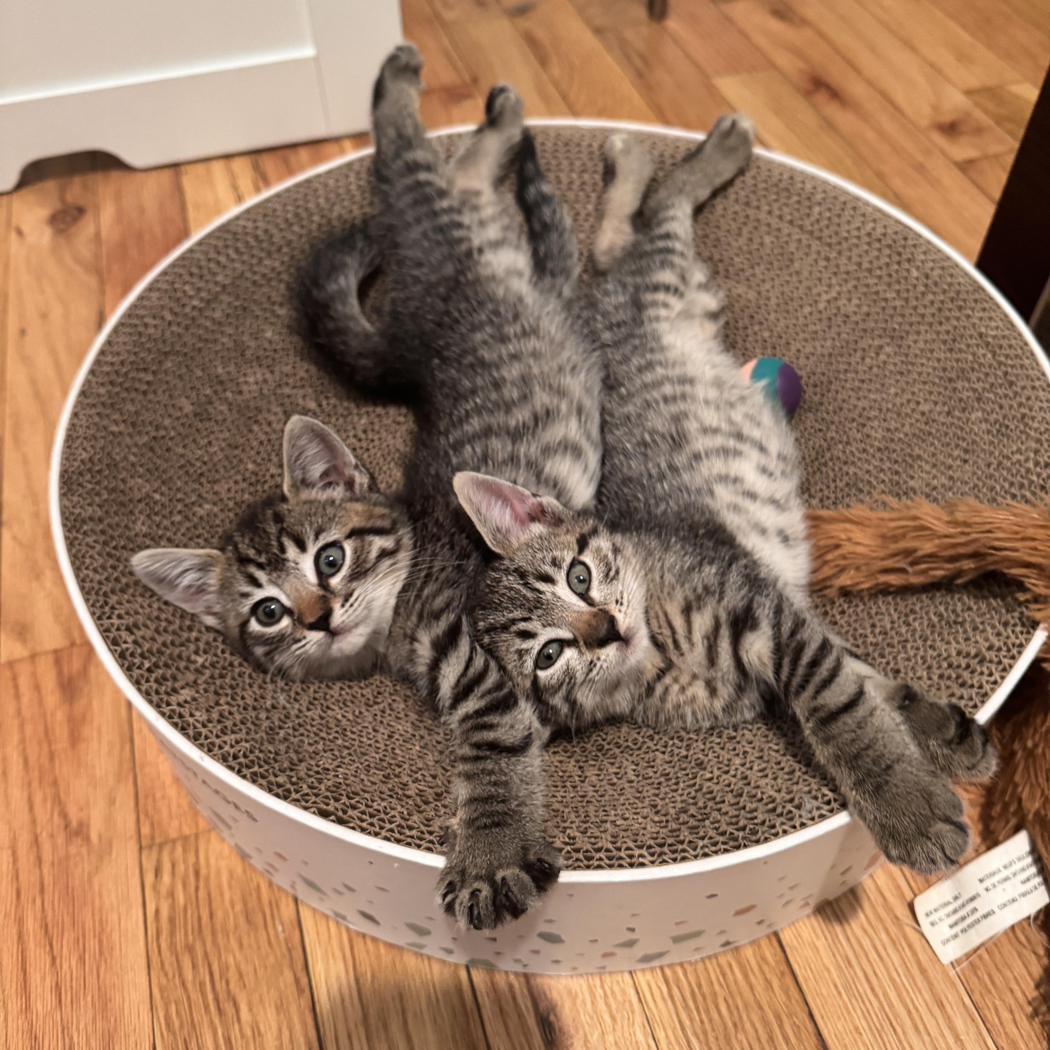 Enlarge Tater Tot and Crinkle, a Adoptable Domestic Short Hair in Brooklyn, NY image 1/6