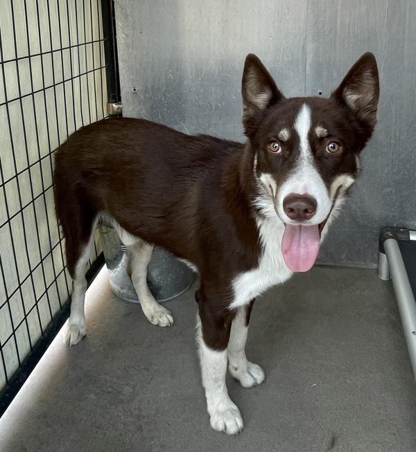 Gizmo, Adoptable, Young Male Siberian Husky.