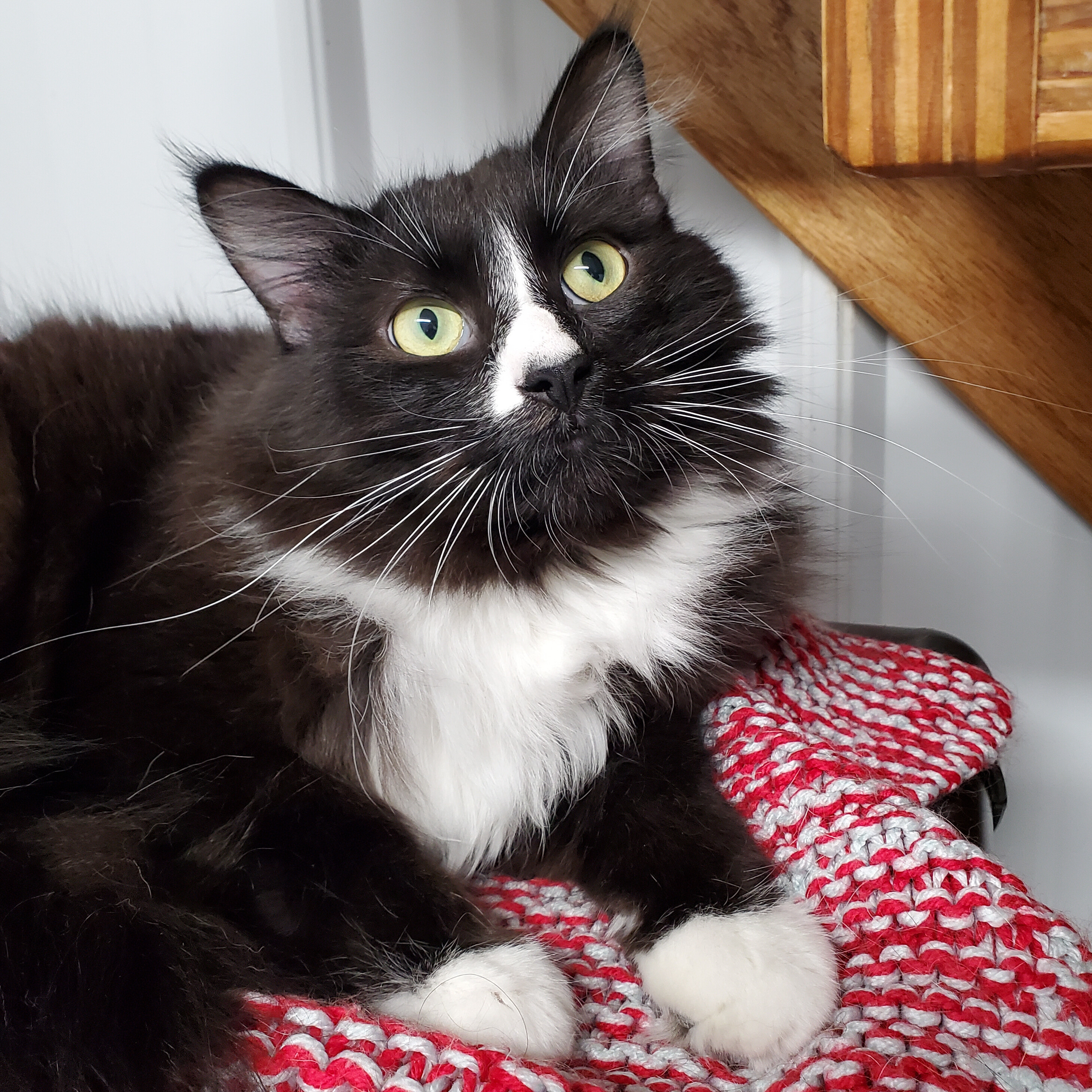 Enlarge Donnie, a Adoptable Domestic Long Hair in Marseilles, IL image 7/11