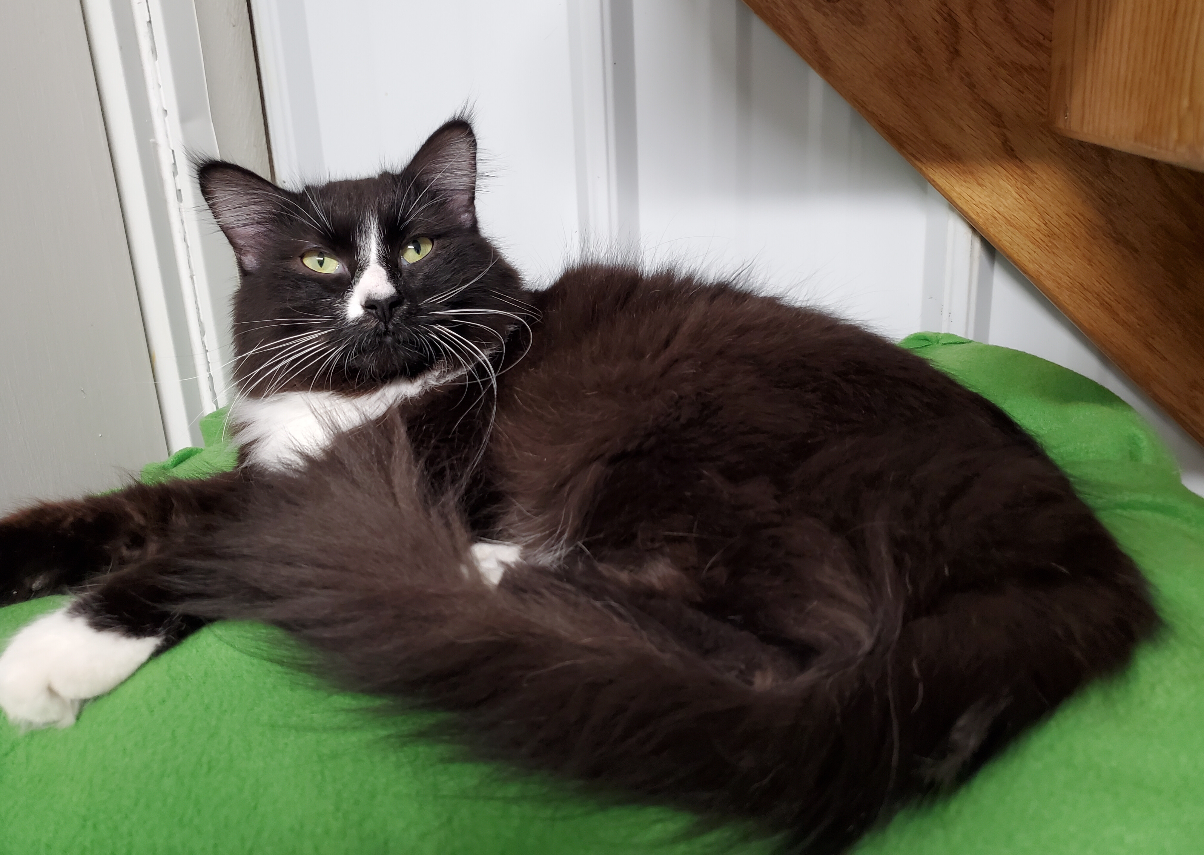 Enlarge Donnie, a Adoptable Domestic Long Hair in Marseilles, IL image 8/11