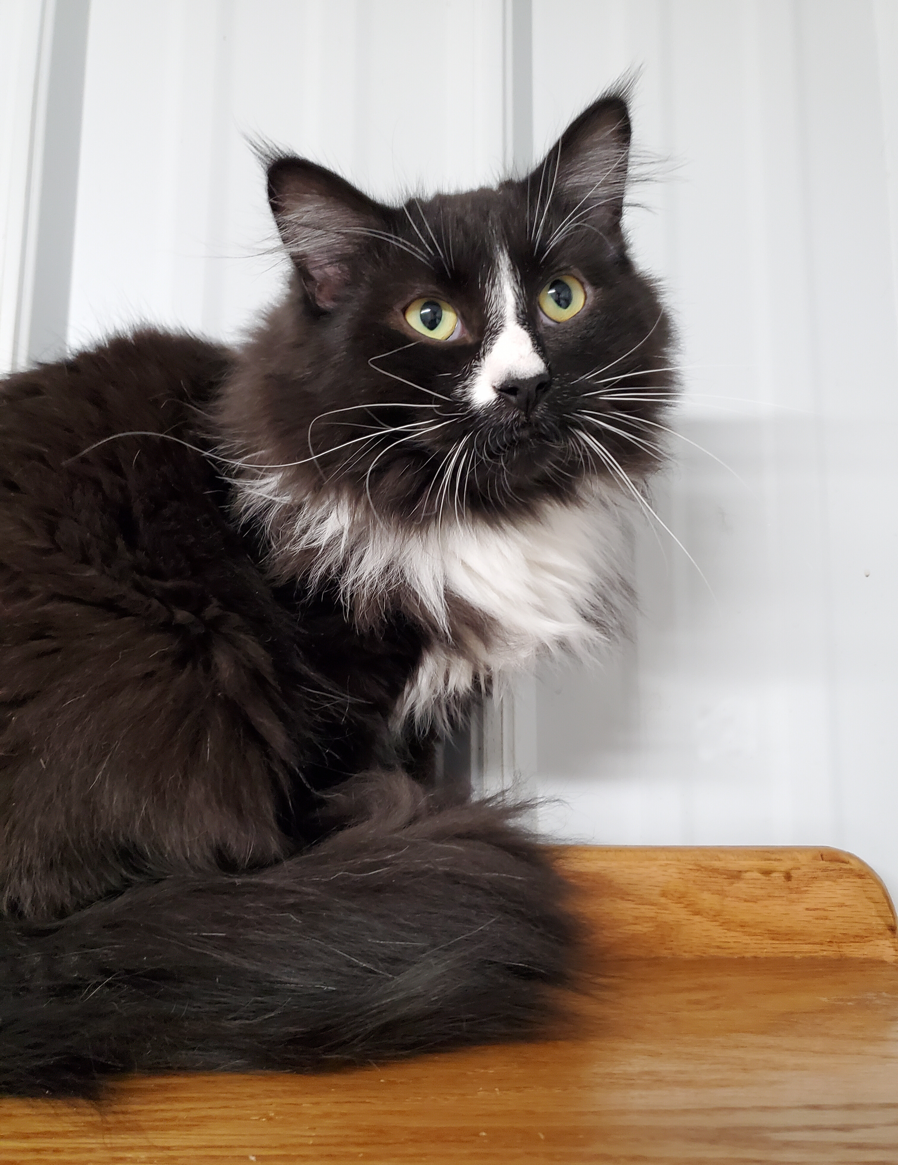 Enlarge Donnie, a Adoptable Domestic Long Hair in Marseilles, IL image 9/11