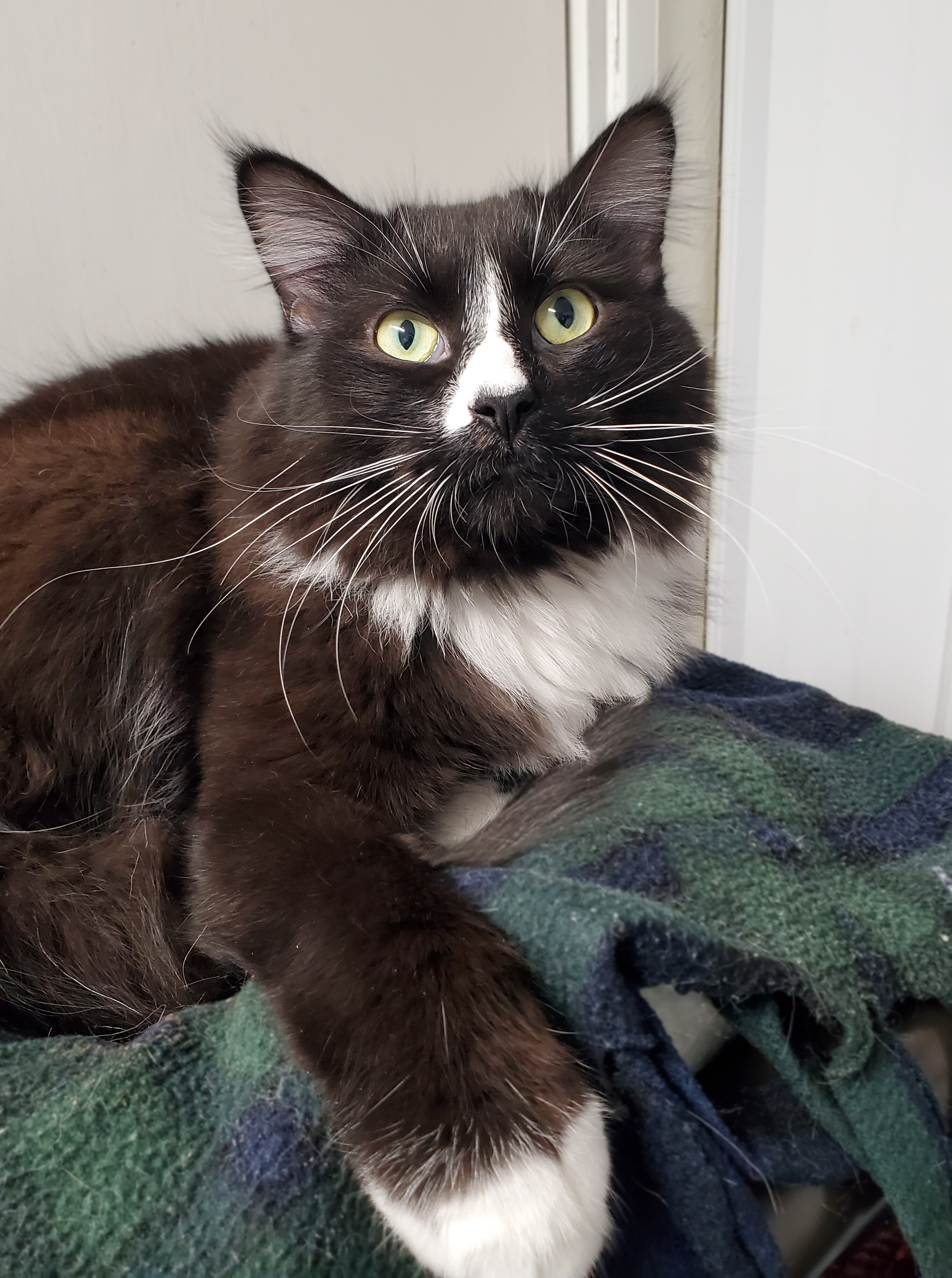 Enlarge Donnie, a Adoptable Domestic Long Hair in Marseilles, IL image 10/11