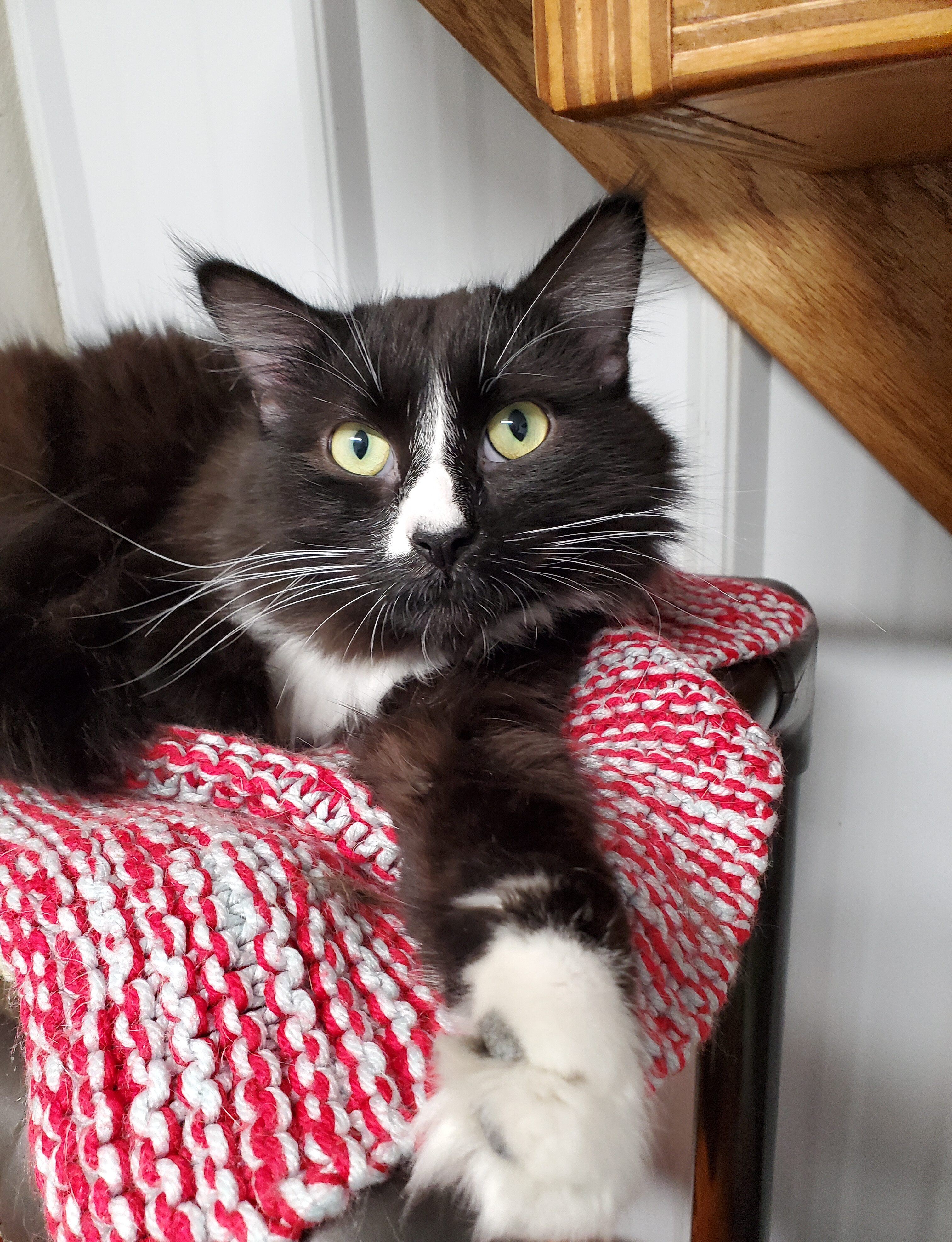 Donnie, Adoptable, Young Male Domestic Long Hair.