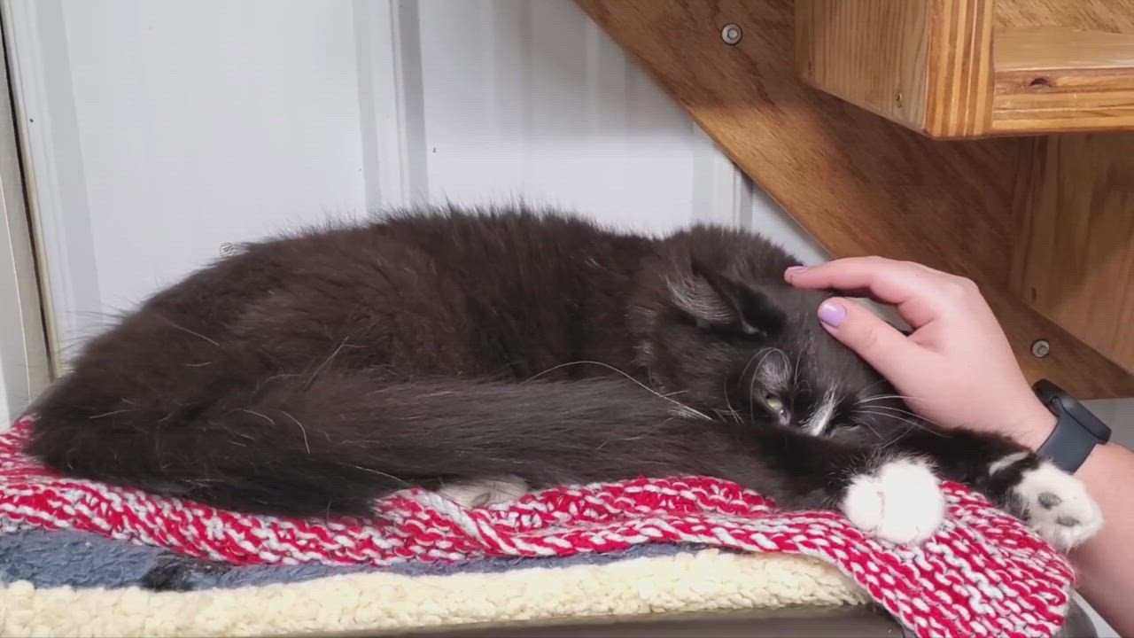 Enlarge Donnie, a Adoptable Domestic Long Hair in Marseilles, IL video 11/11