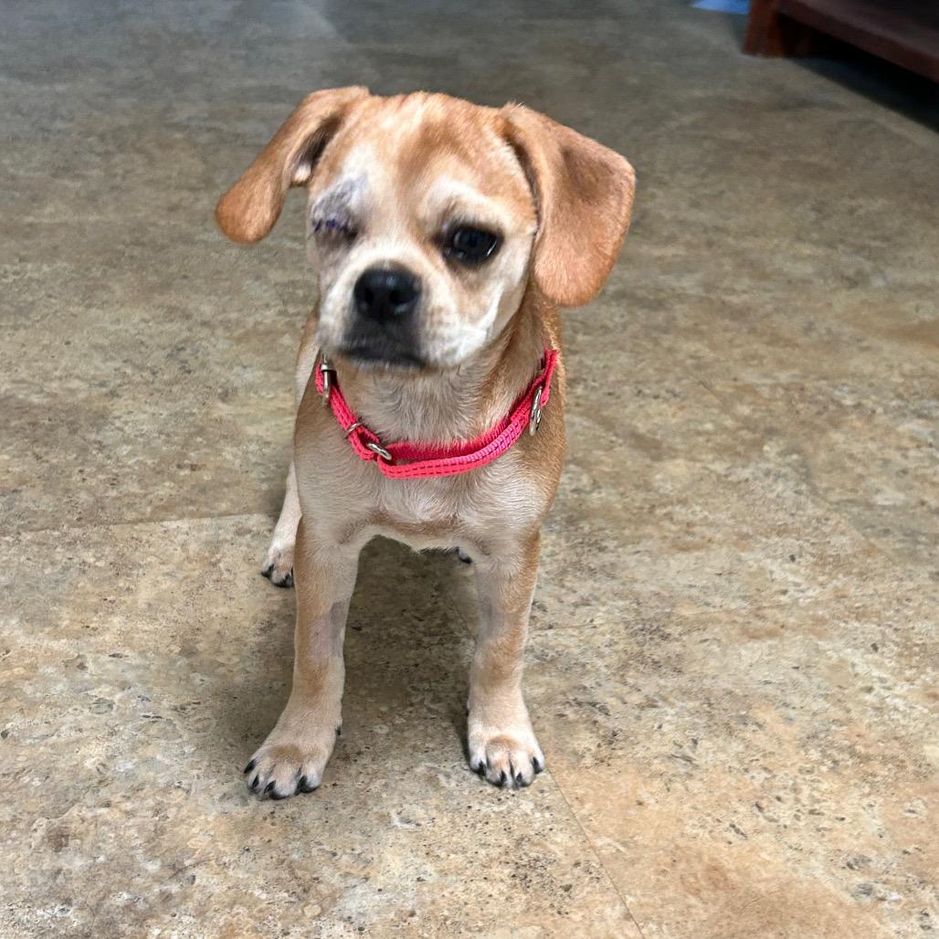 Monroe, Adoptable, Puppy Female Pug & Beagle.